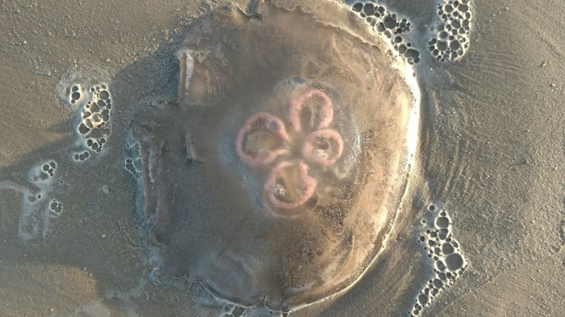Jellyfish wash ashore on Padre Island National Seashore