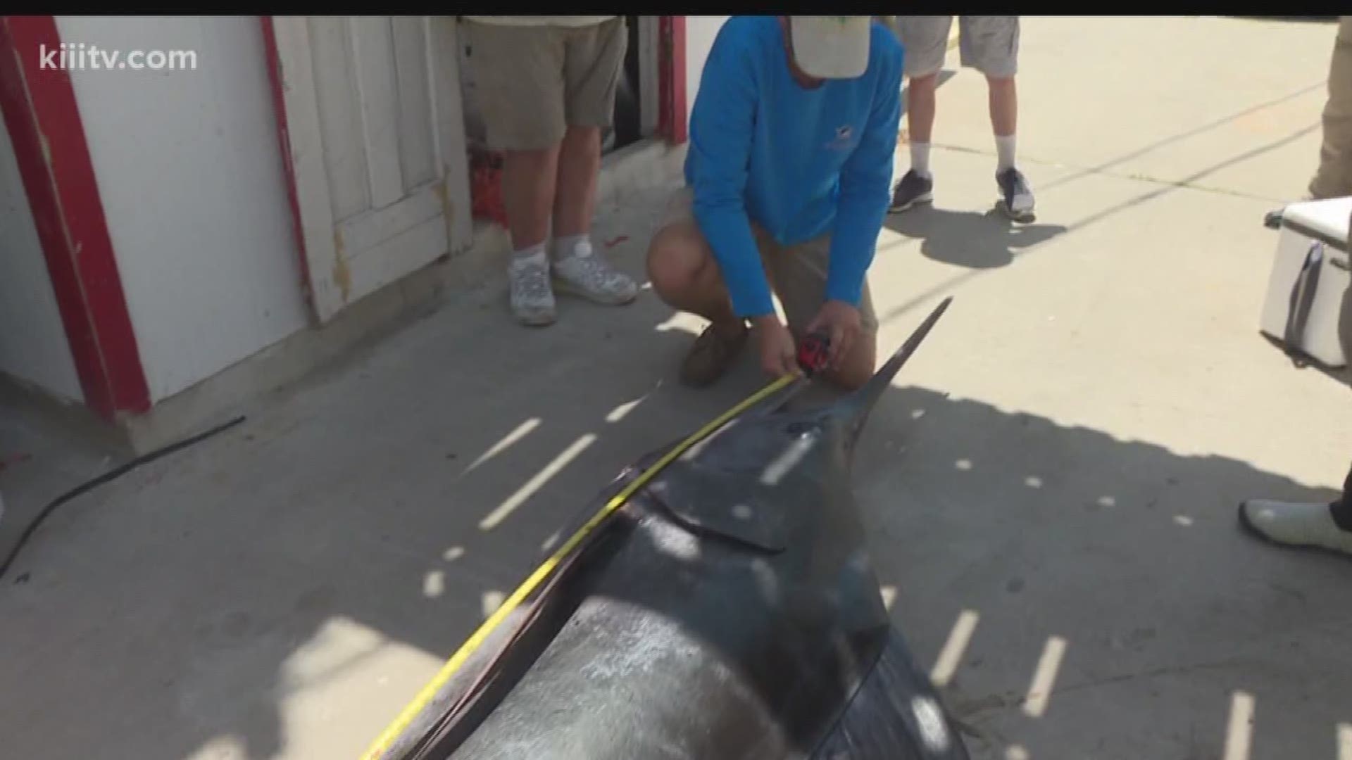 TAMUCC researcher investigating marlin death in Port Aransas | kiiitv.com