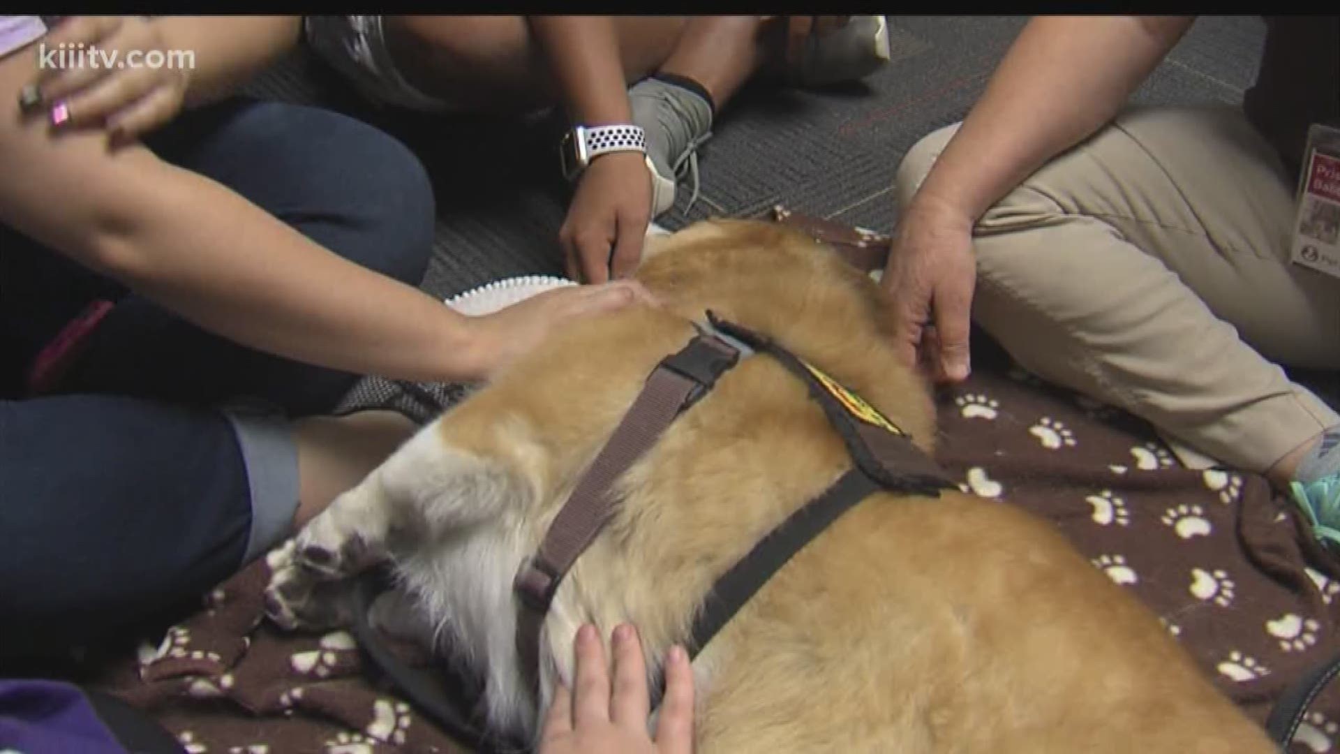 Officials at Del Mar College East Campus brought in therapy dogs from Paws Up Inc to help students relieve some stress as they get ready for mid-term exams.