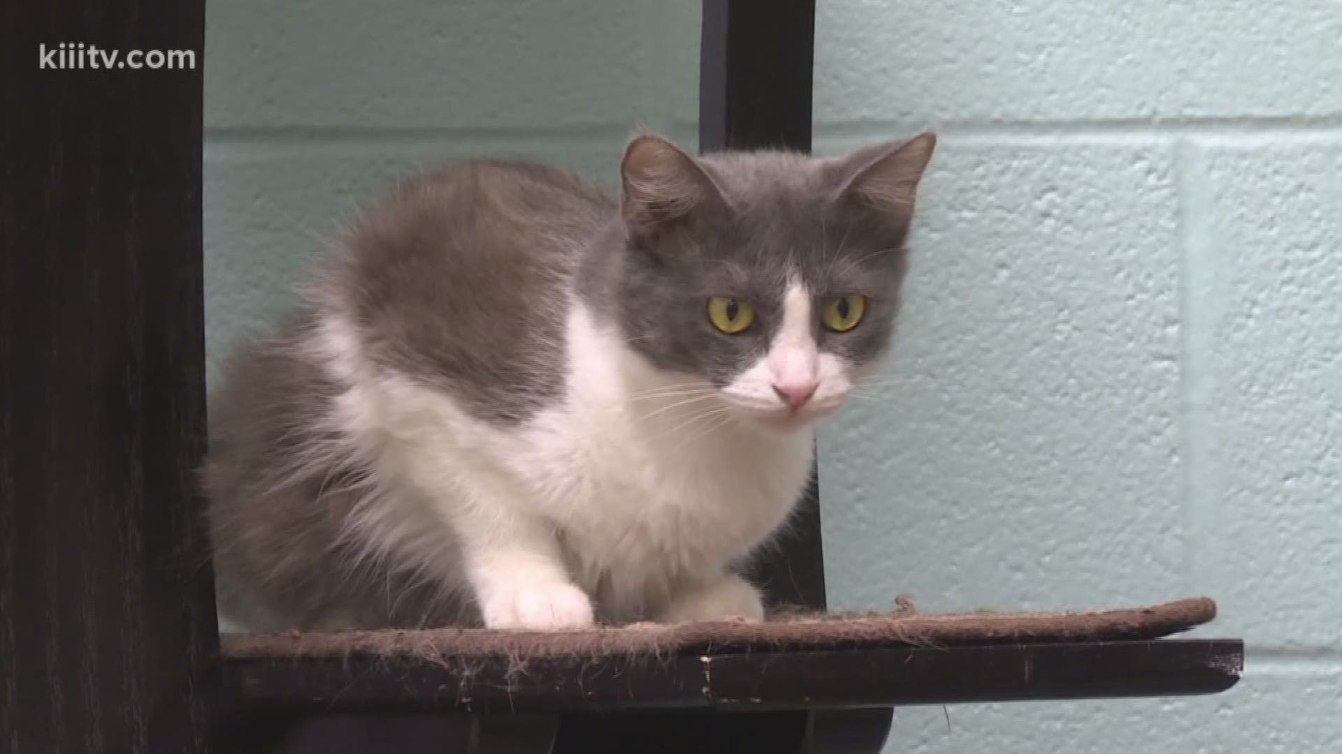 This week on Paws for Pets, Kristin Diaz visits the Gulf Coast Humane Society.