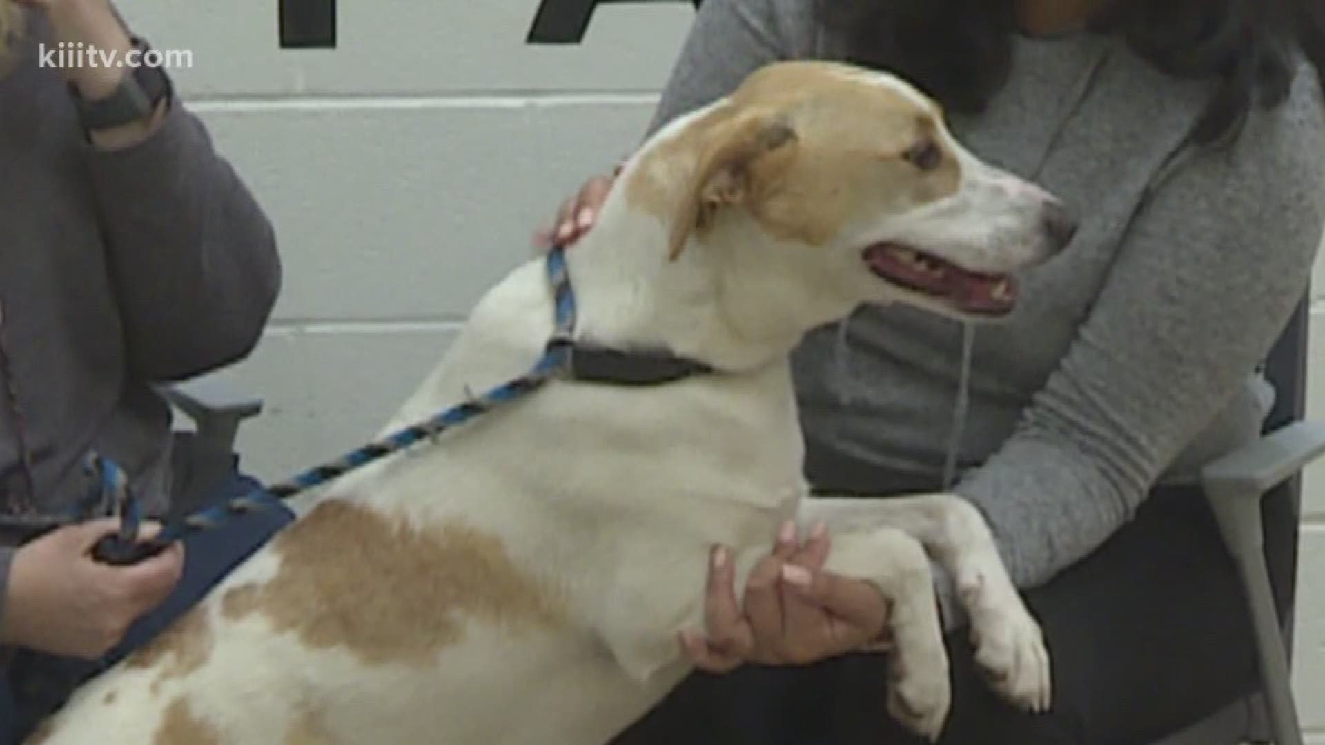 Kristin Diaz visits the Gulf Coast Humane Society this week on Paws for Pets.