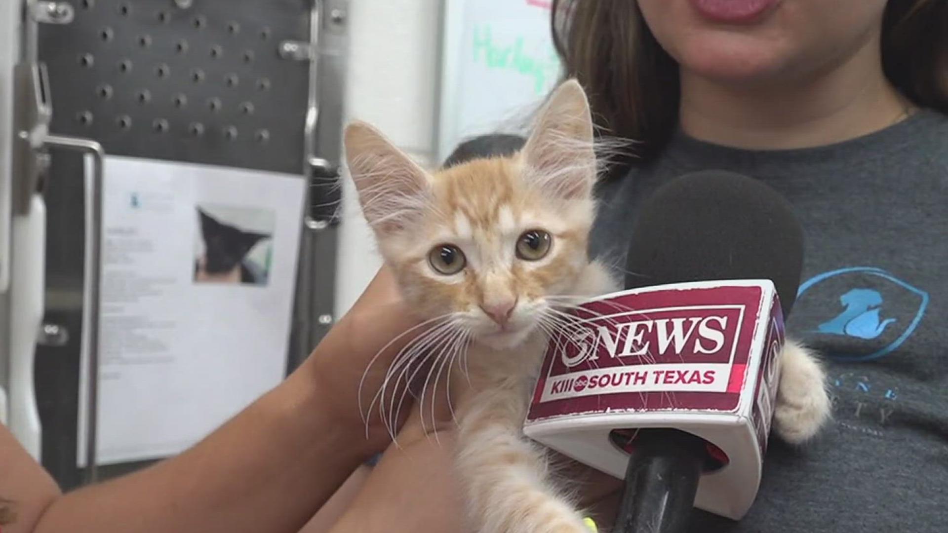 What's there to say? Emilio is precious and he was born to me adored. Come grab this little 'floofball' at the Gulf Coast Humane Society today!