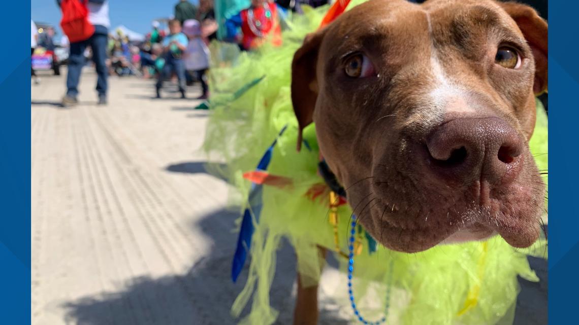 11th Annual Barefoot Mardi Gras Festival and Parade draws thousands to ...