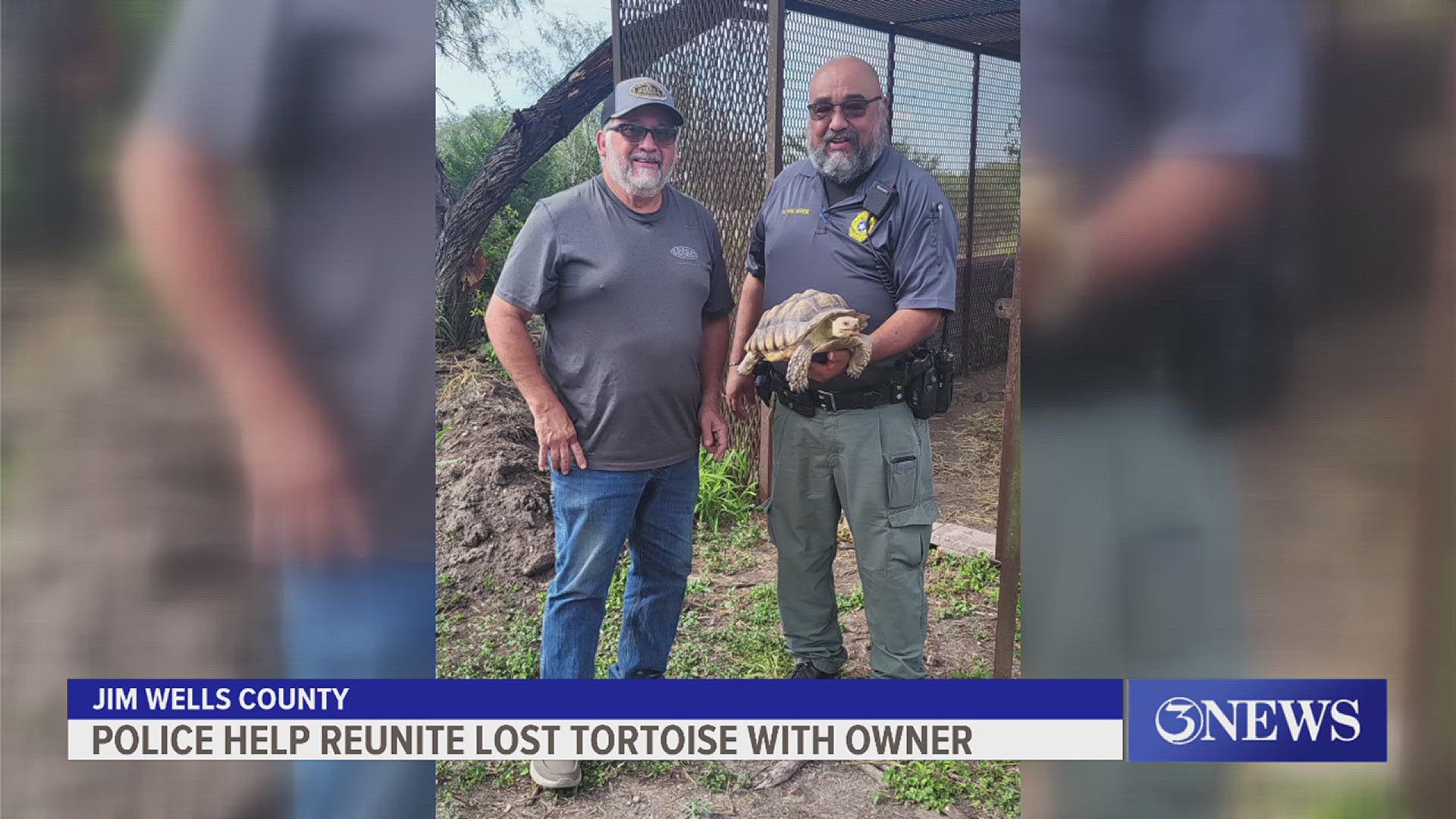 "Bae" the tortoise lead Orange Grove authorities on a unique chase last week.