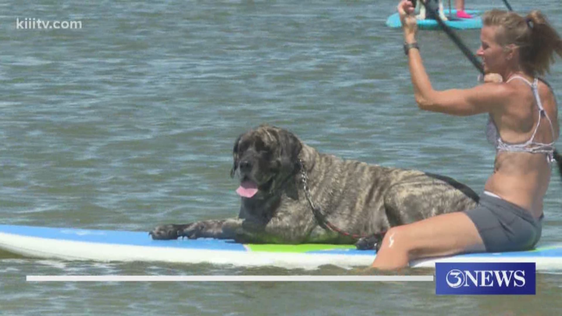 The dogs got to learn how to conquer the water sport with their owners all while enjoying the outdoors.