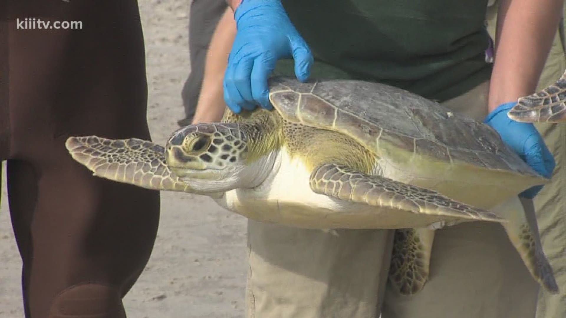 No reports of cold stunned sea turtles despite cold weather | kiiitv.com