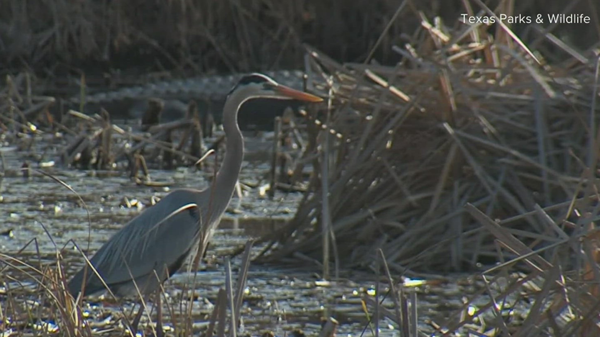 The 155,240 acre refuge is home to various different species, including the endangered whooping crane.