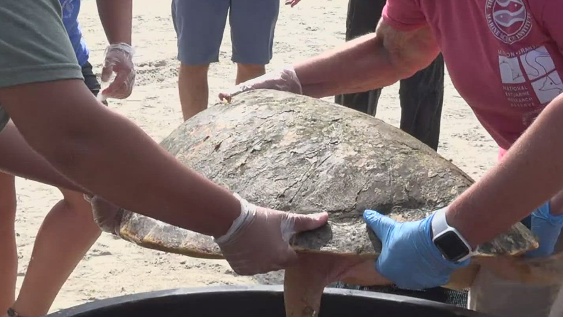 The turtles, Treasure Island, Ursula and Murphy made their return after several months of treatment with the Amos Rehabilitation Keep.