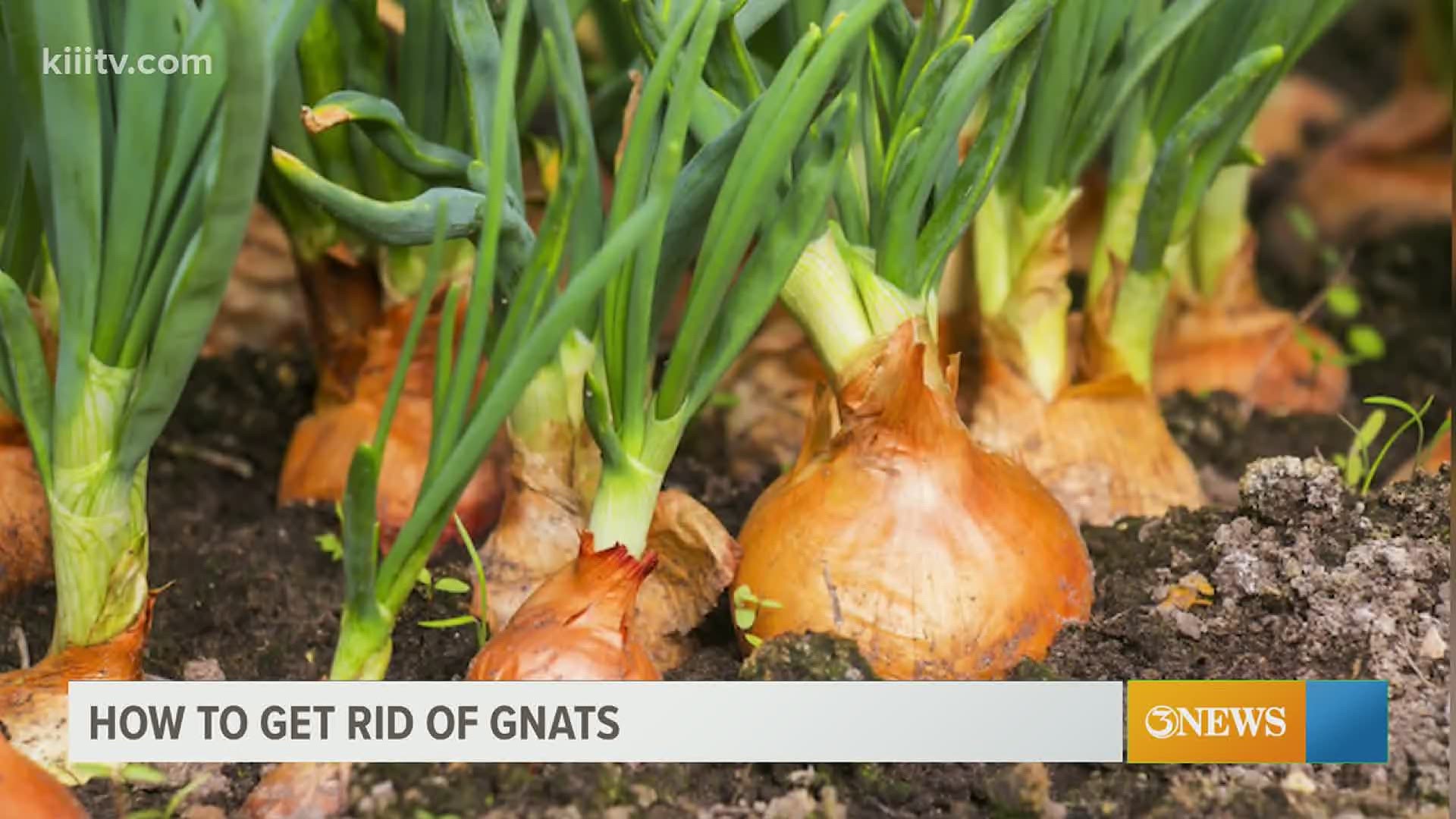 Root rot can be determined by the presence of gnats