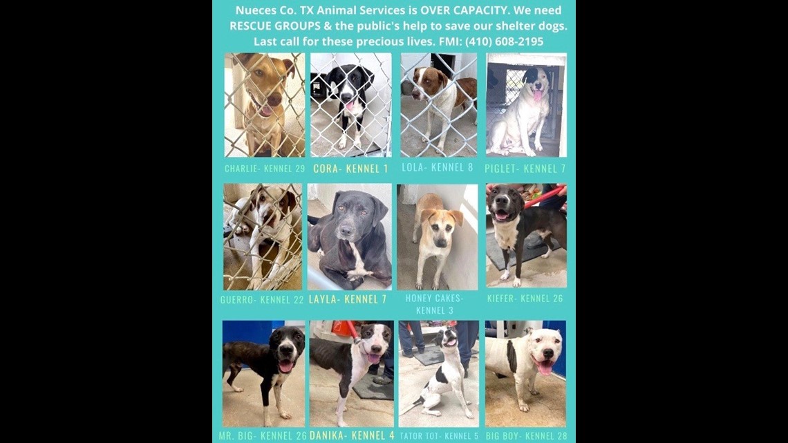 Nueces County Animal Shelter over capacity 