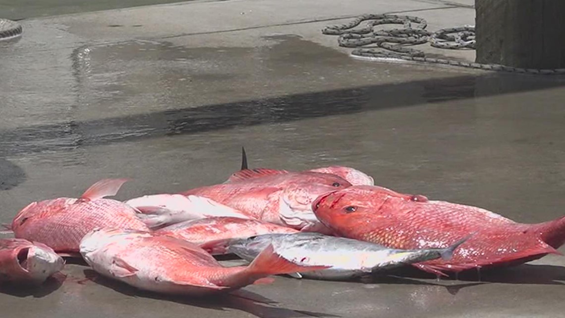 Descent Act requires fisherman to vent red snapper - Vimarsana News