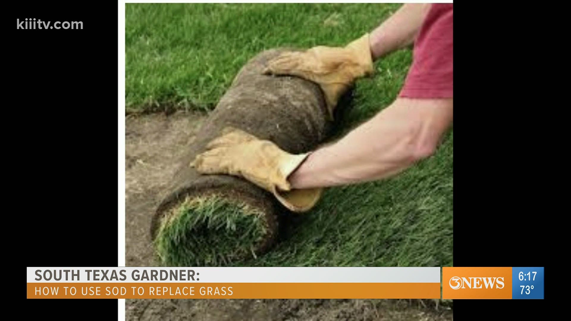 Many lost patches of grass or entire lawns during freeze
