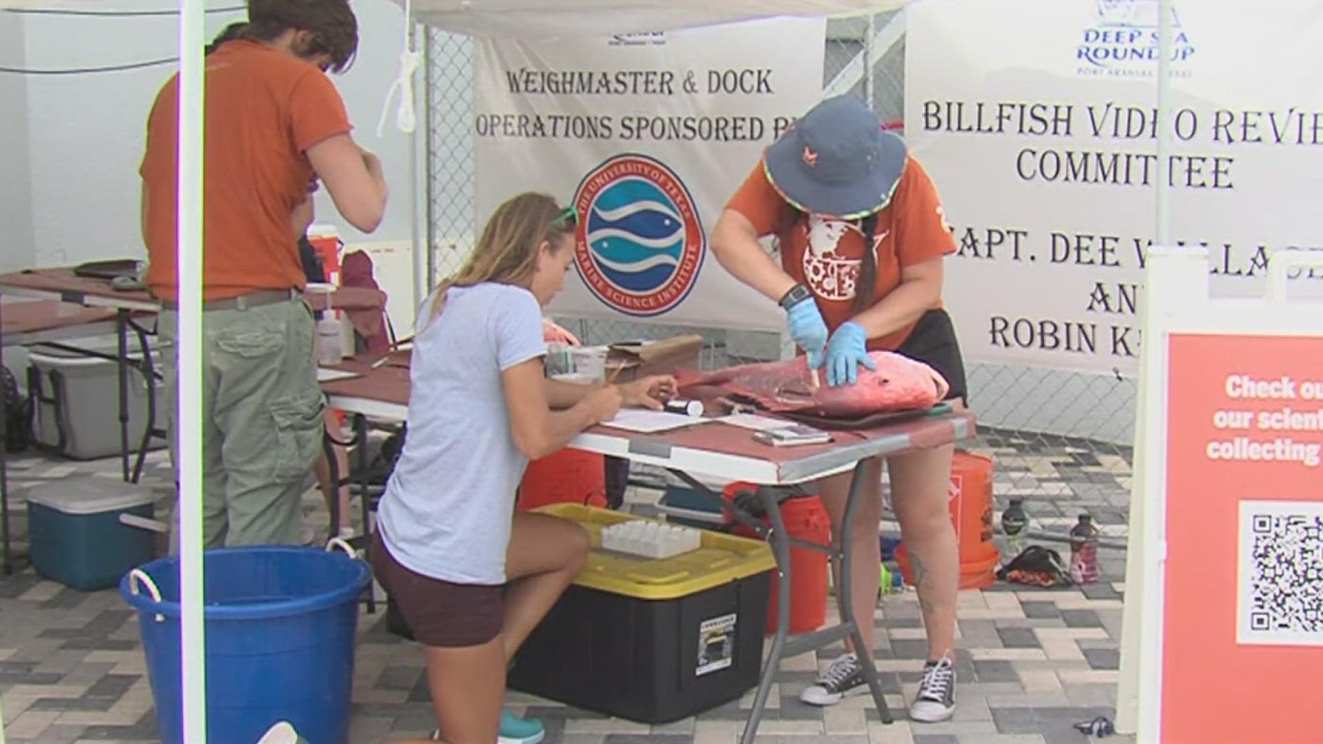 Their study involves determining which nutrients we as humans could expect to absorb from different species when we indulge in seafood.