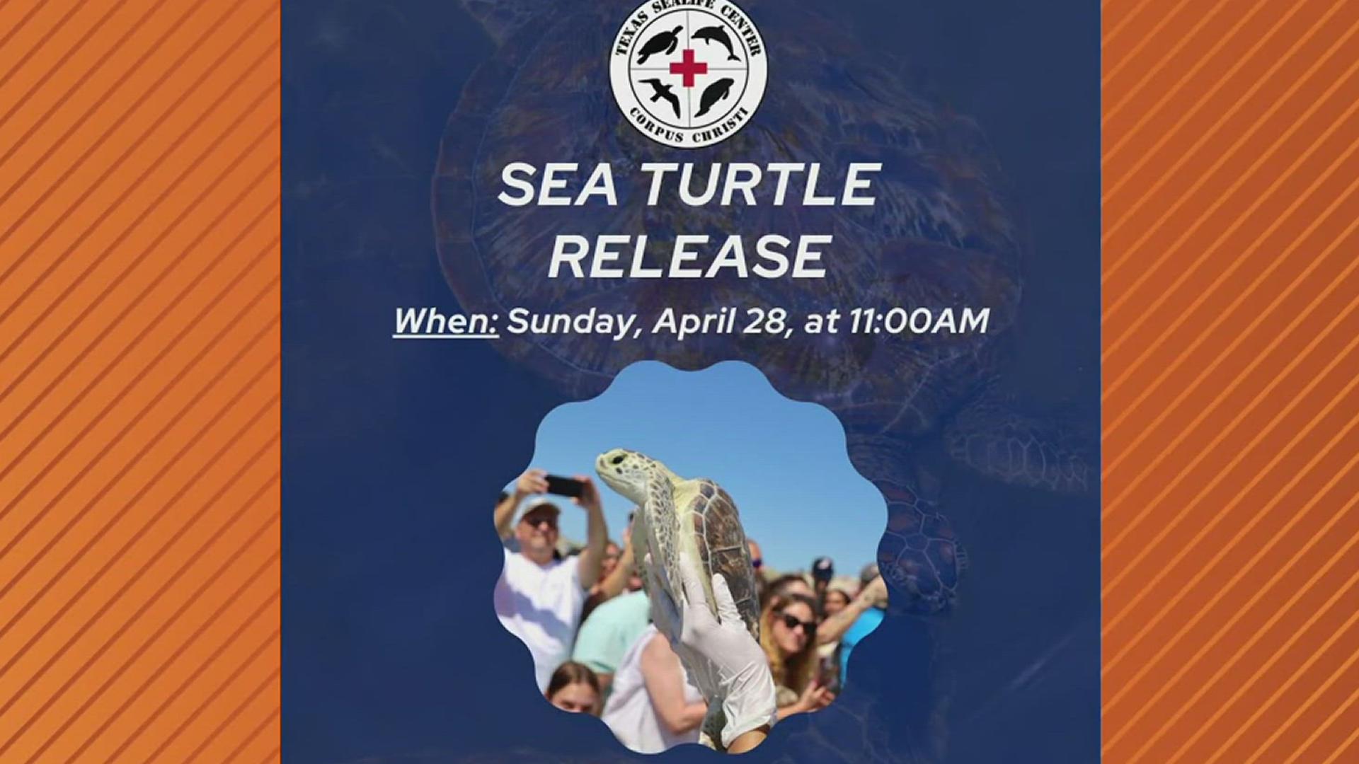 Four or five turtles will be returned after recovering from surgeries that removed their tumors.