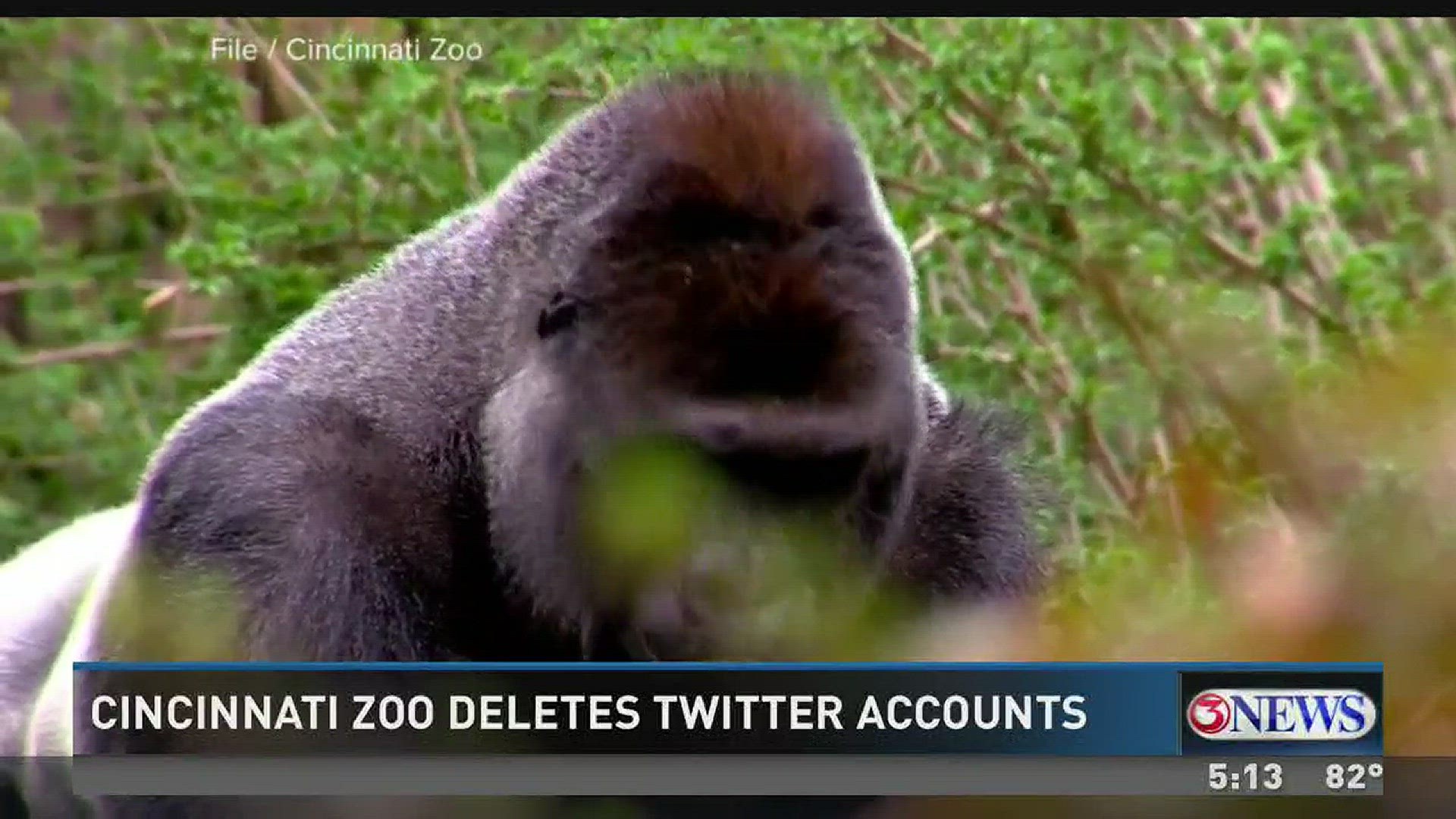 Harambe, Blogs & Videos