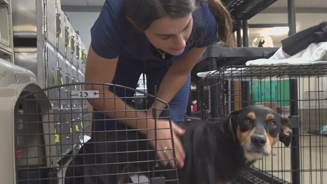 $200,000 grant to help control Coastal Bend pet overpopulation - Vimarsana News
