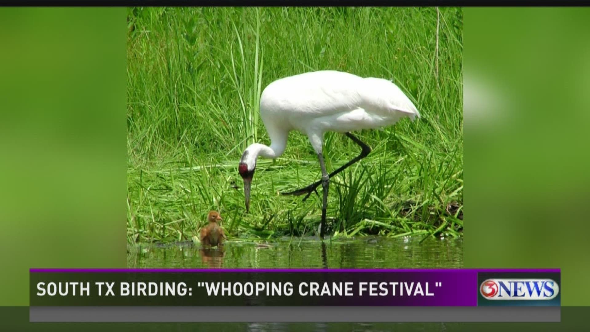 South Texas Birding Whooping Crane Festival Preview