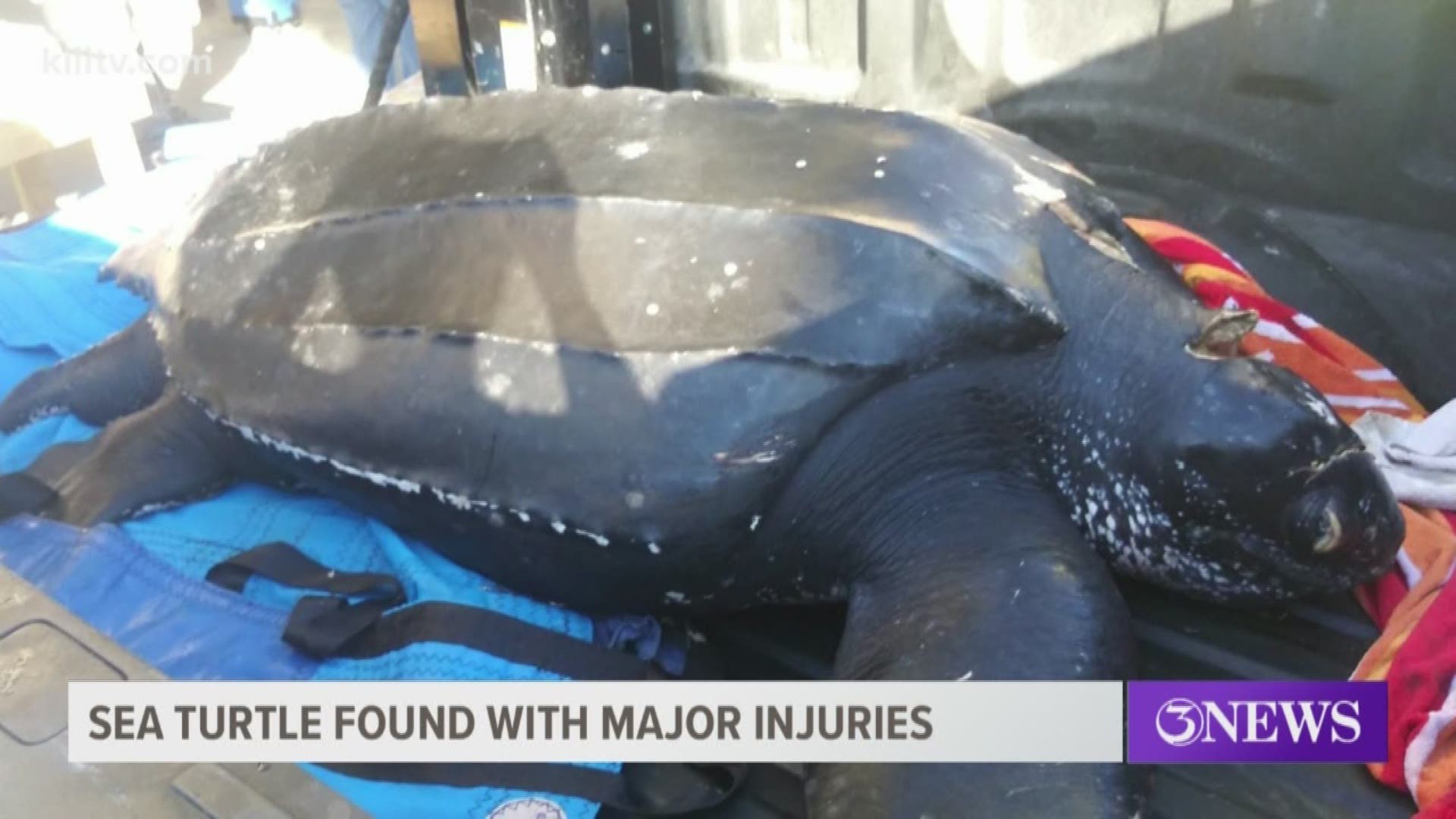 Officials confirmed that it was a leatherback sea turtle that had suffered large propeller wounds.
