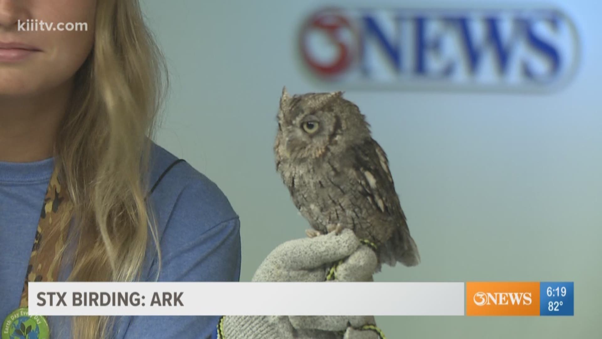 Cricket is a rescued Eastern Screech Owl from the Amos Rehabilitation Keep