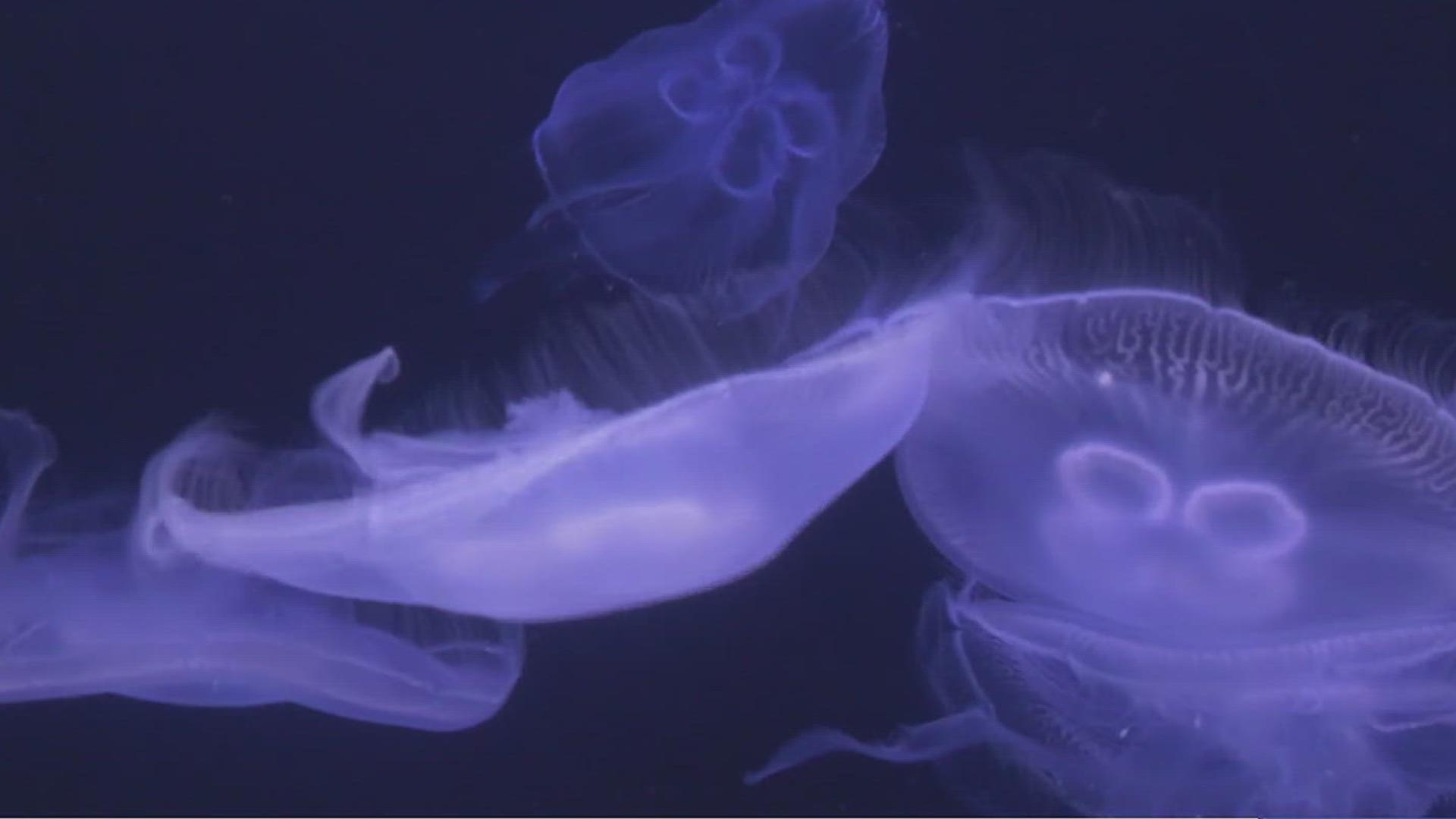 According to lead biologist Jesse Gilbert, the moon jelly's sting doesn't pack too much of a punch.