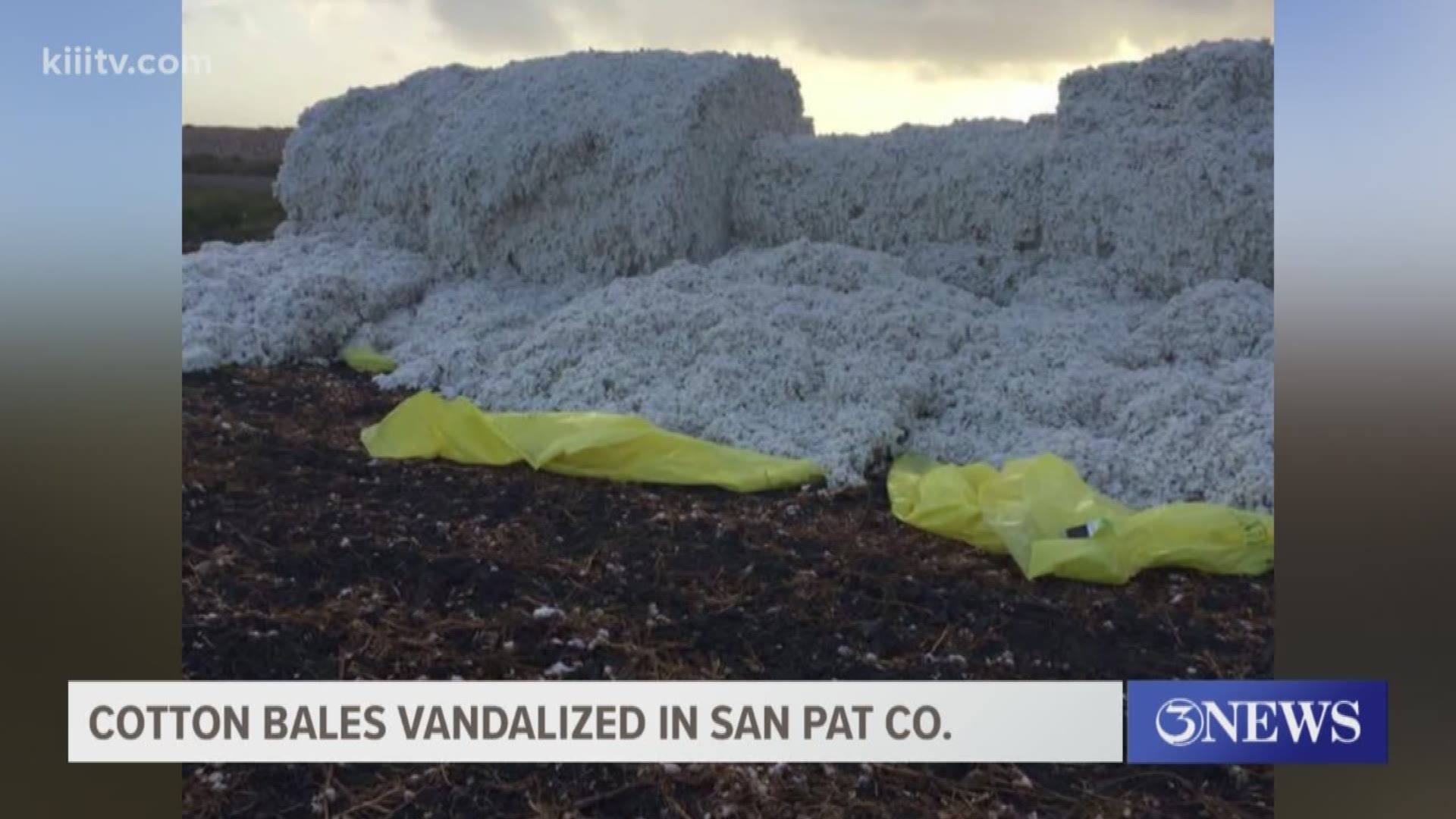 Surrounding areas woke up to cotton bales ready for transport, cut in half, and left open all over the fields
