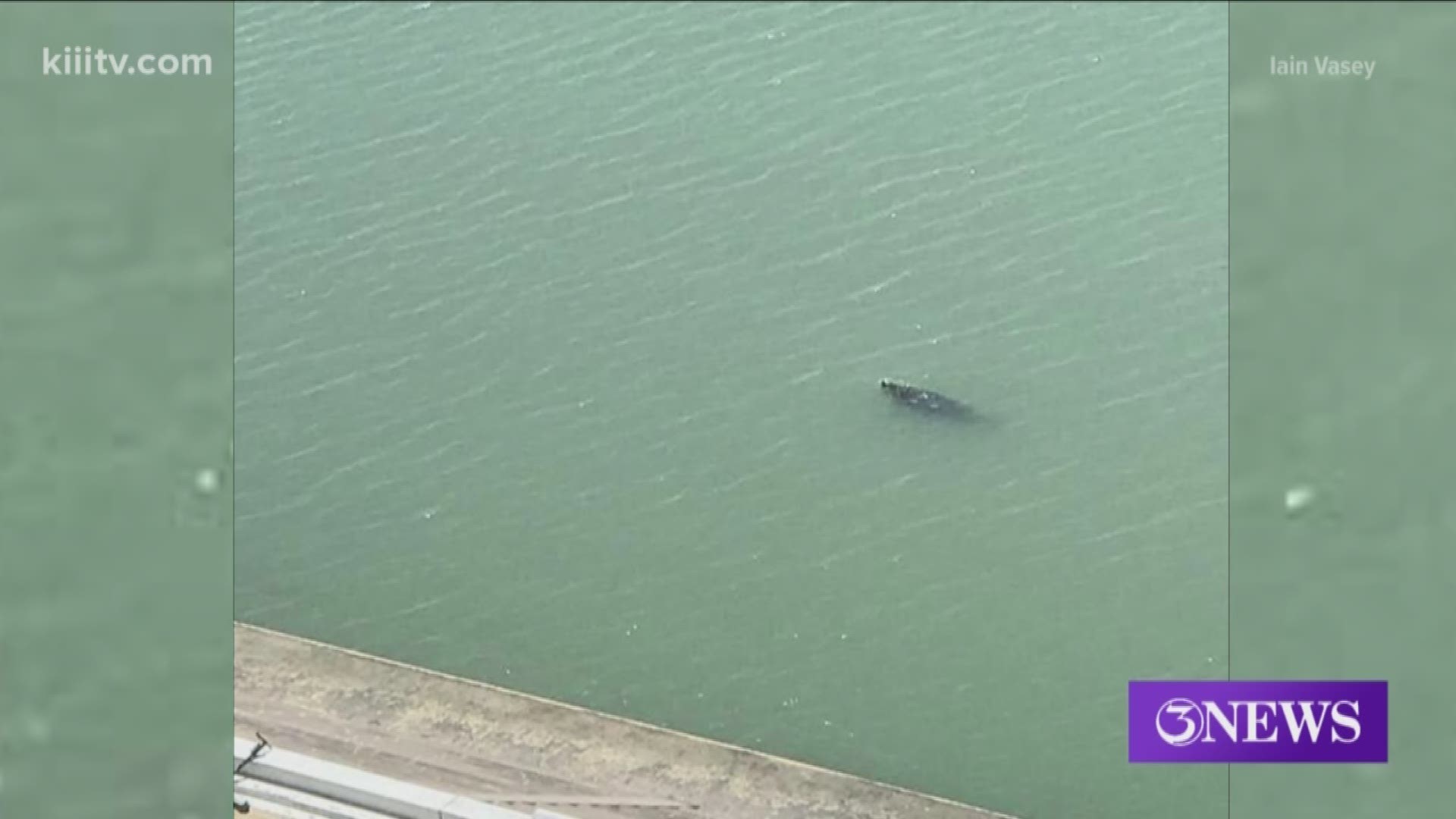 A team of researchers from the Harte Research Institute were notified Thursday morning after a manatee was spotted in the Corpus Christi Marina.