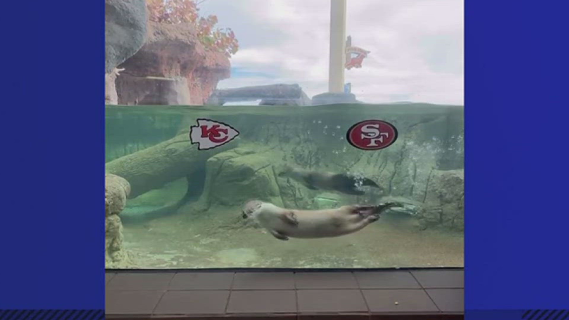 It looks like the Texas State Aquarium otters are rooting for the Chiefs this Super Bowl Sunday.