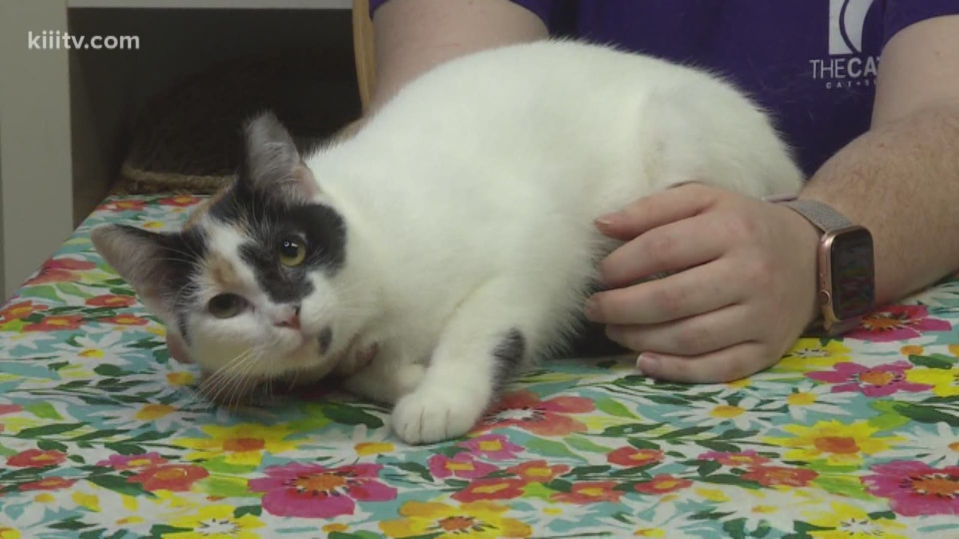 Adopt from the Cattery Cat Shelter on today's Paws for Pets.