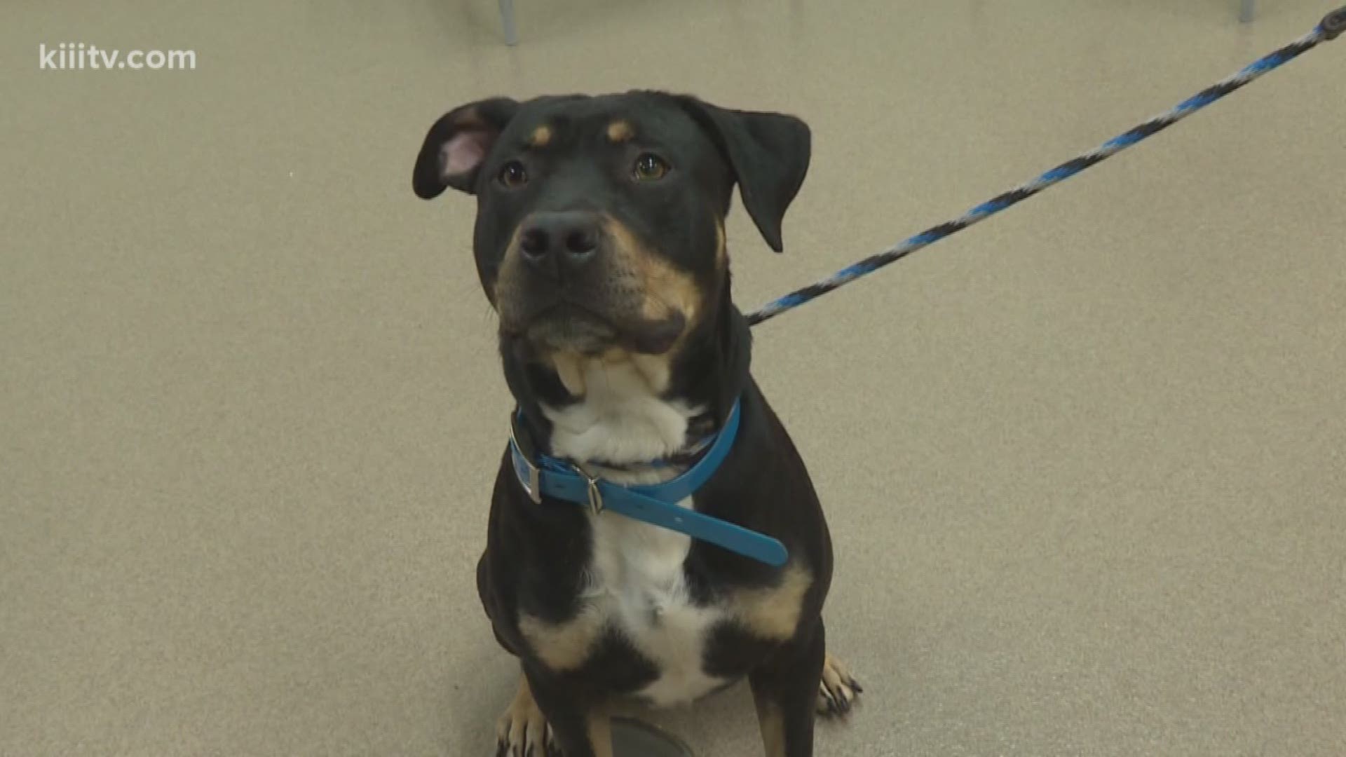 Adopt Tron, a Rottweiler Mix, from the Gulf Coast Humane Society.