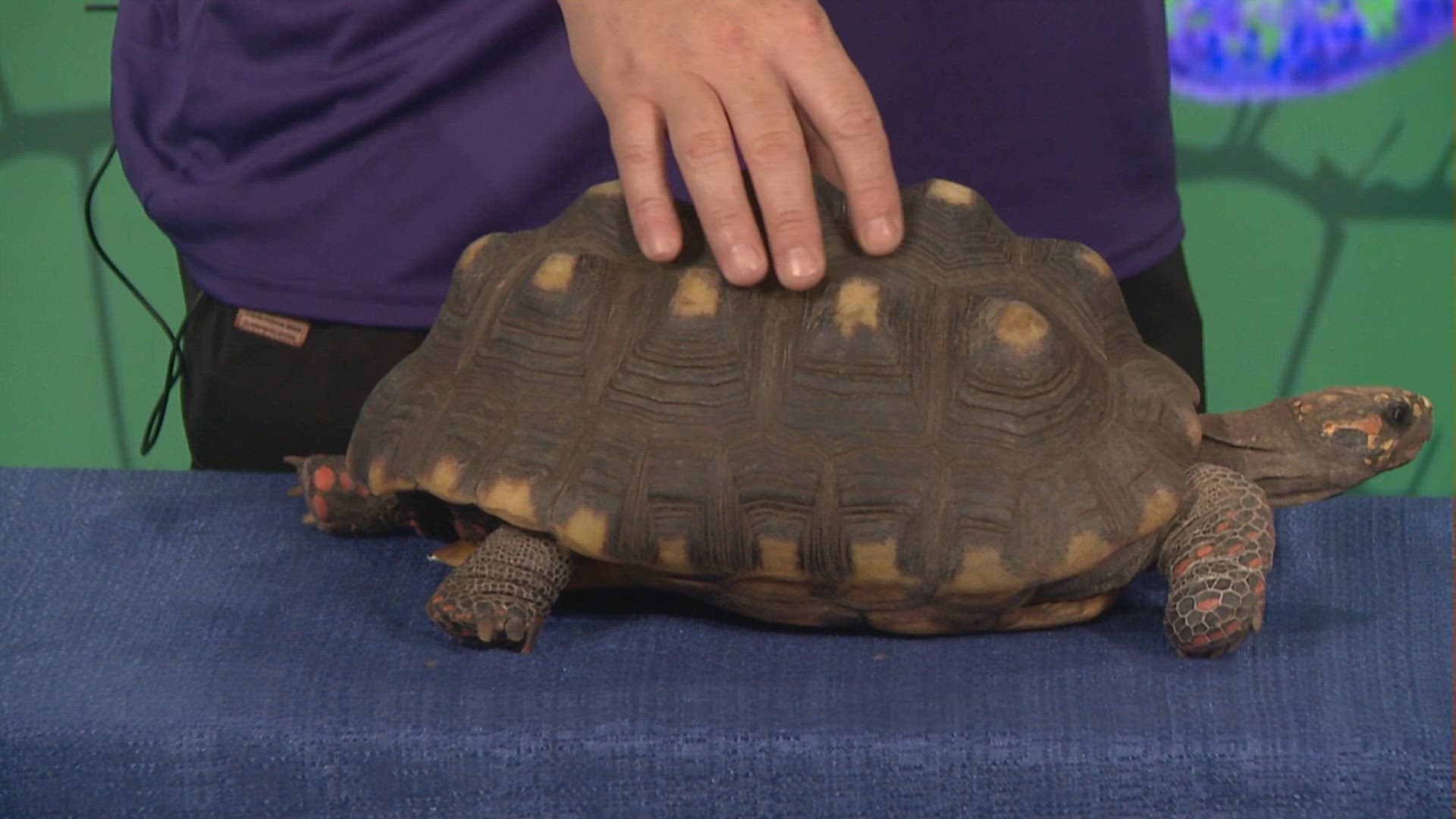Herps Exotic Reptile and Pet Show returns to Robstown with family fun ...