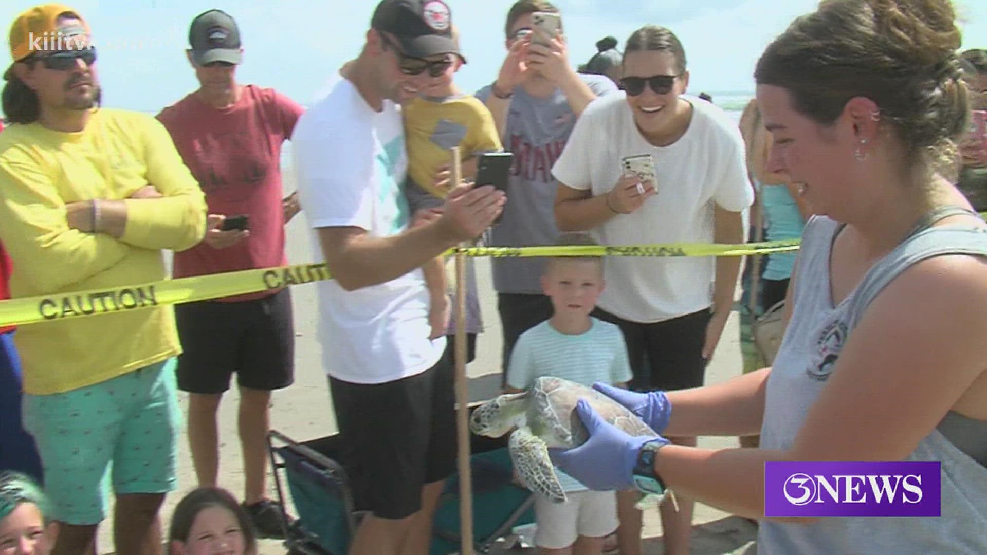 All four of the turtles received treatment at the center and were ready to go back home.