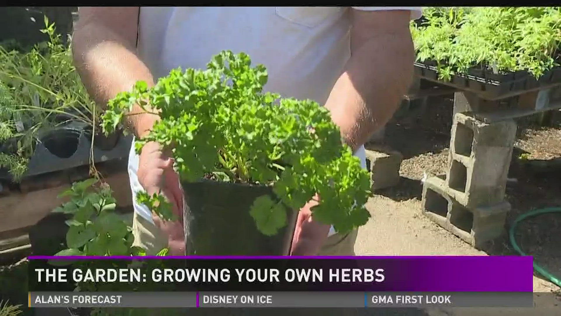 This week we learn about the herbs that grow best in South Texas during Spring and into Summer.
