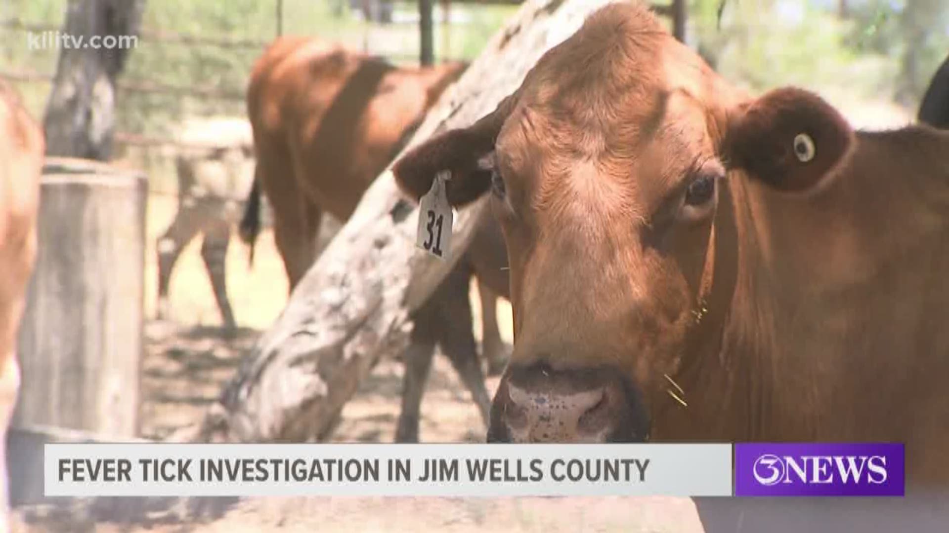 Investigation launched after fever tick found on calf in Jim Wells County |  
