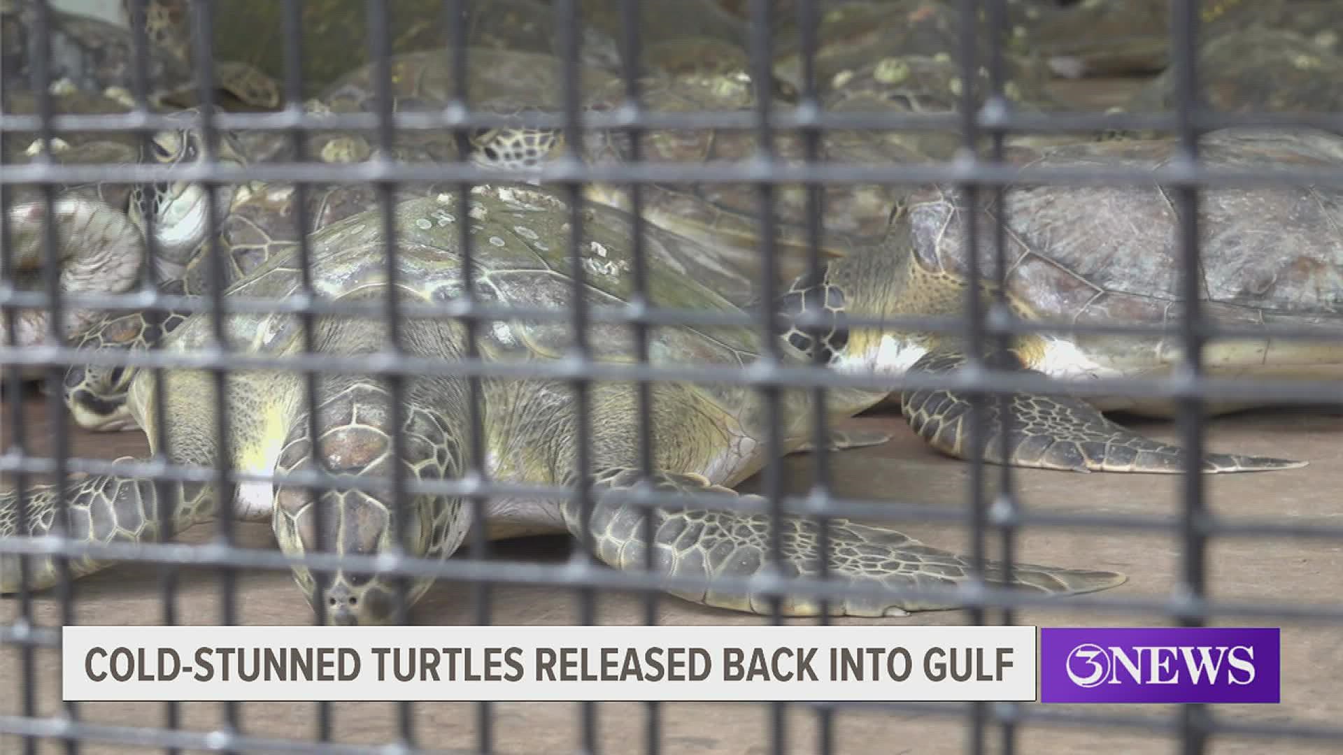 Experts said most sea turtles were stranded in the upper Laguna Madre but others were found in various areas on the Texas coast.