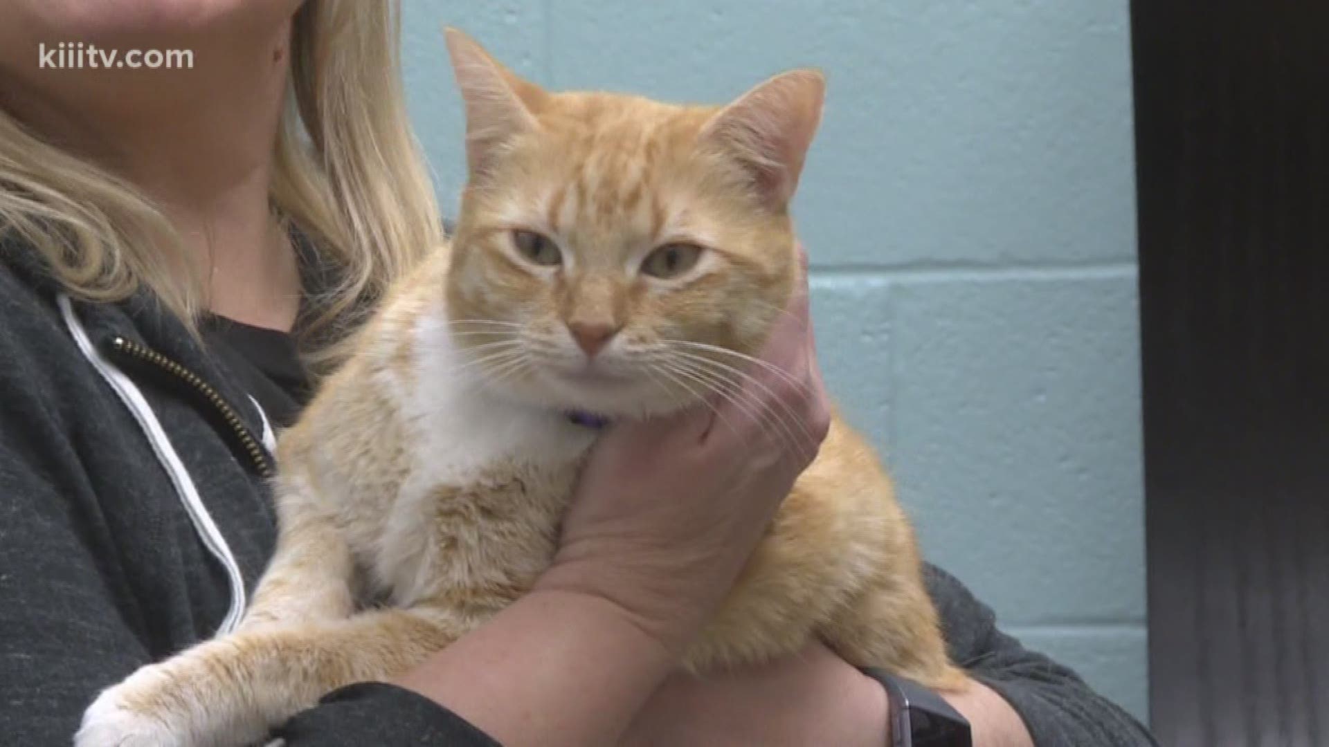 Adopt this week from The Gulf Coast Humane Society.