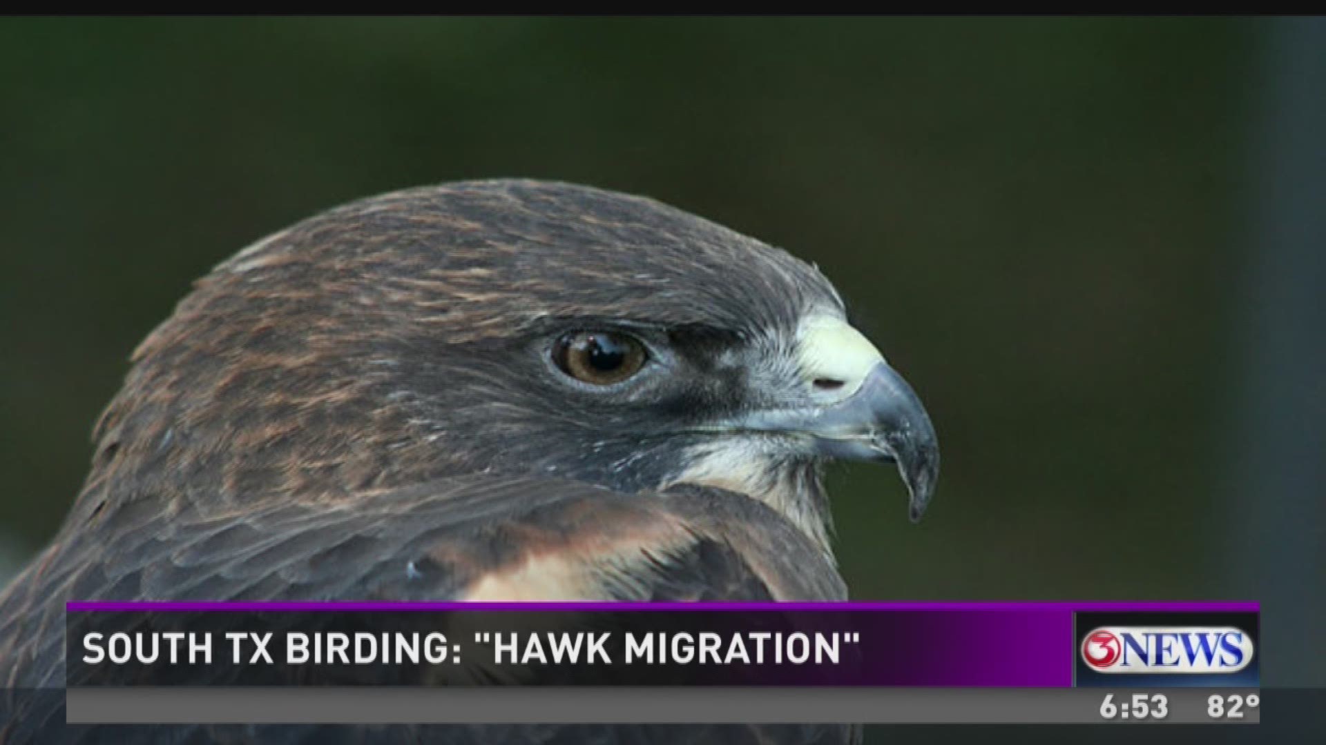 For decades, Hazel Bazemore been the venue of choice for many to observe and count raptors as they migrate through the area on their annual fall journey south.  