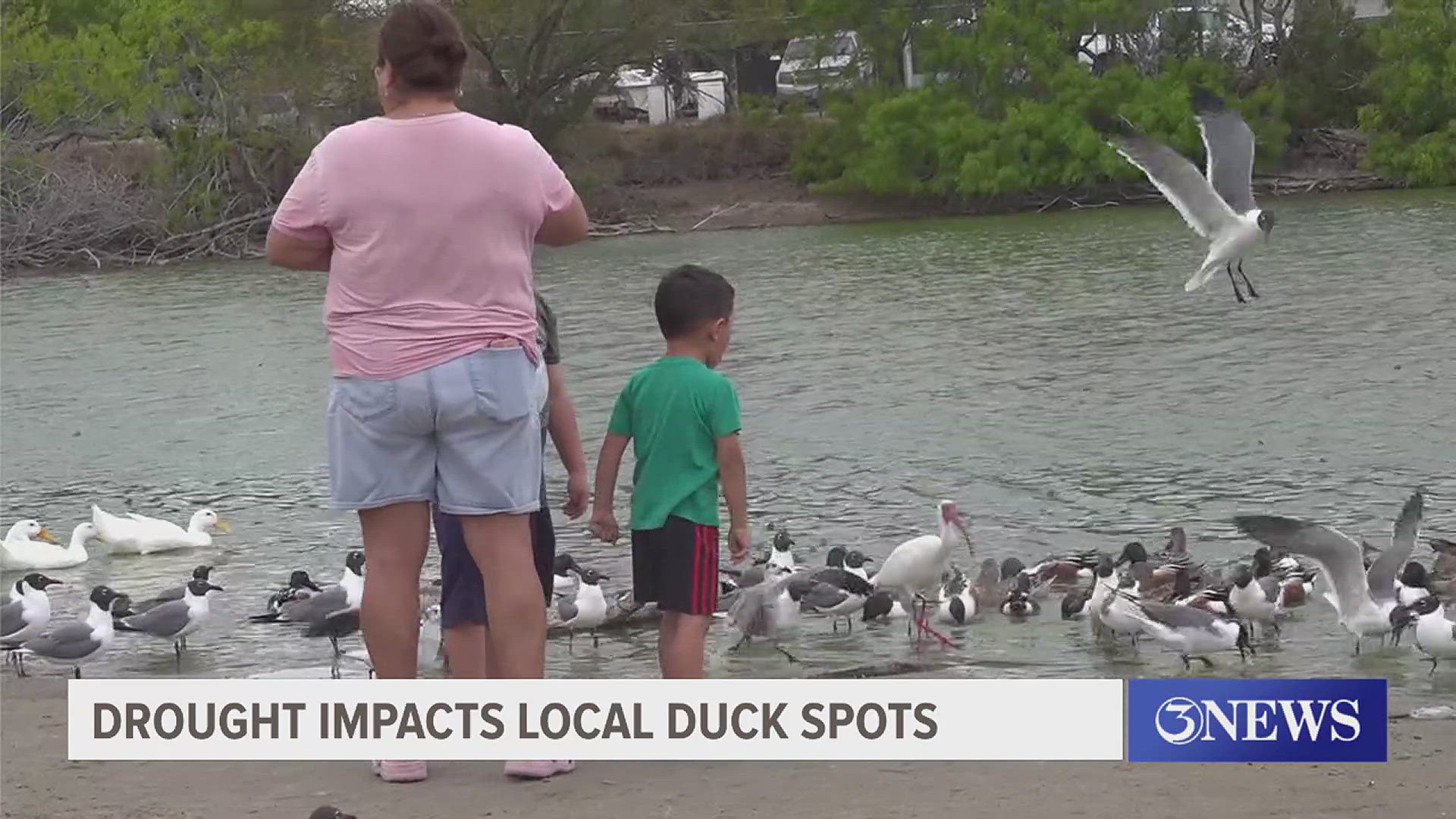 Due to the ongoing drought conditions animals who live at those ponds might have to find a new home. 