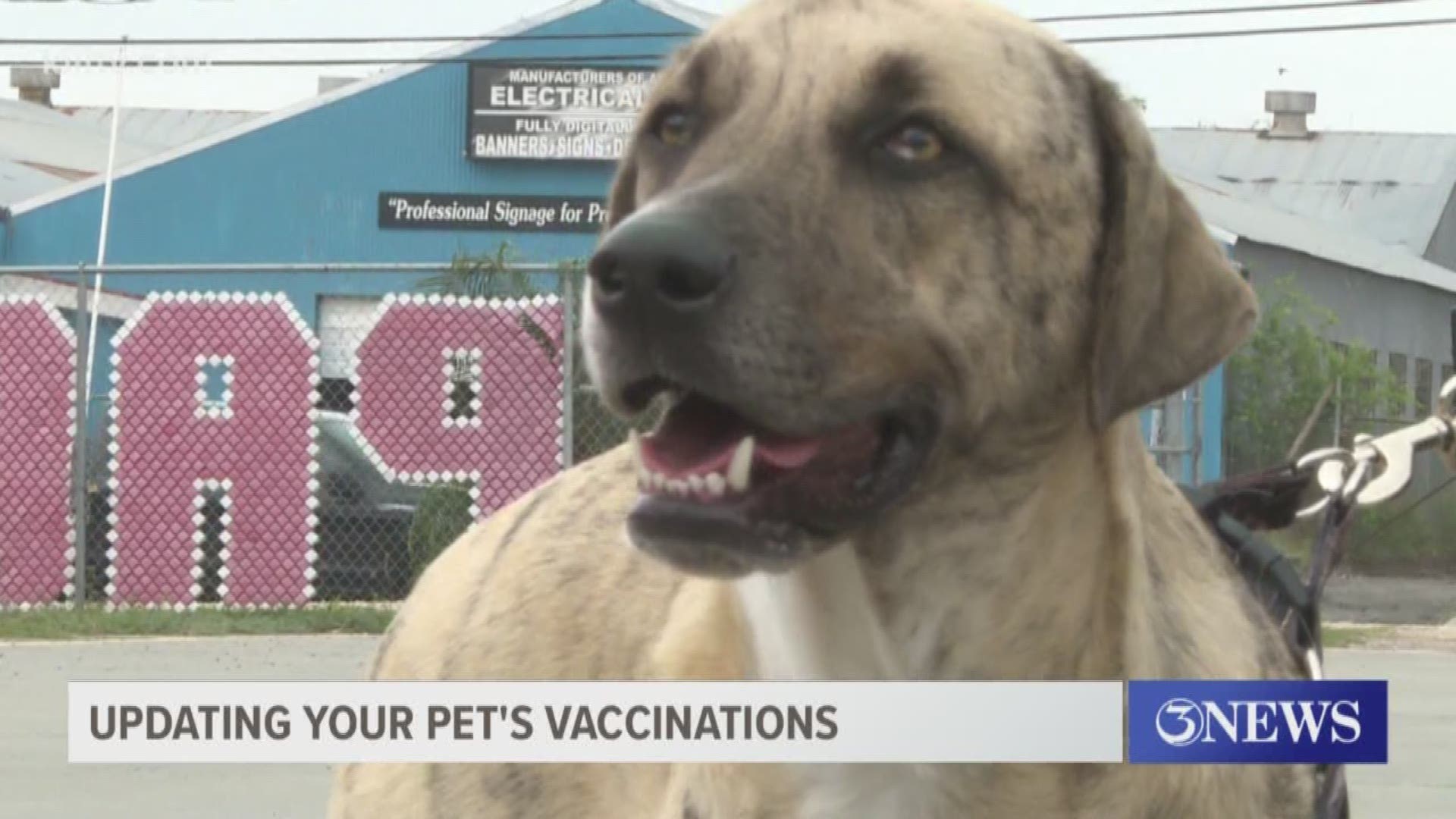 For those folks staying home because of the threat of the virus it might be a good time to get your animals vaccinations up-to-date.