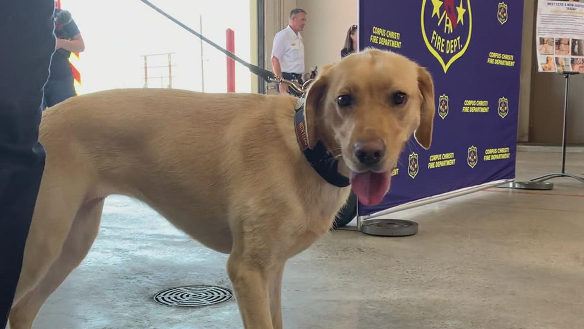Fire officials say their arson dog works to detect hits, when it picks up the scent of flammable material that could be used to start a fire.