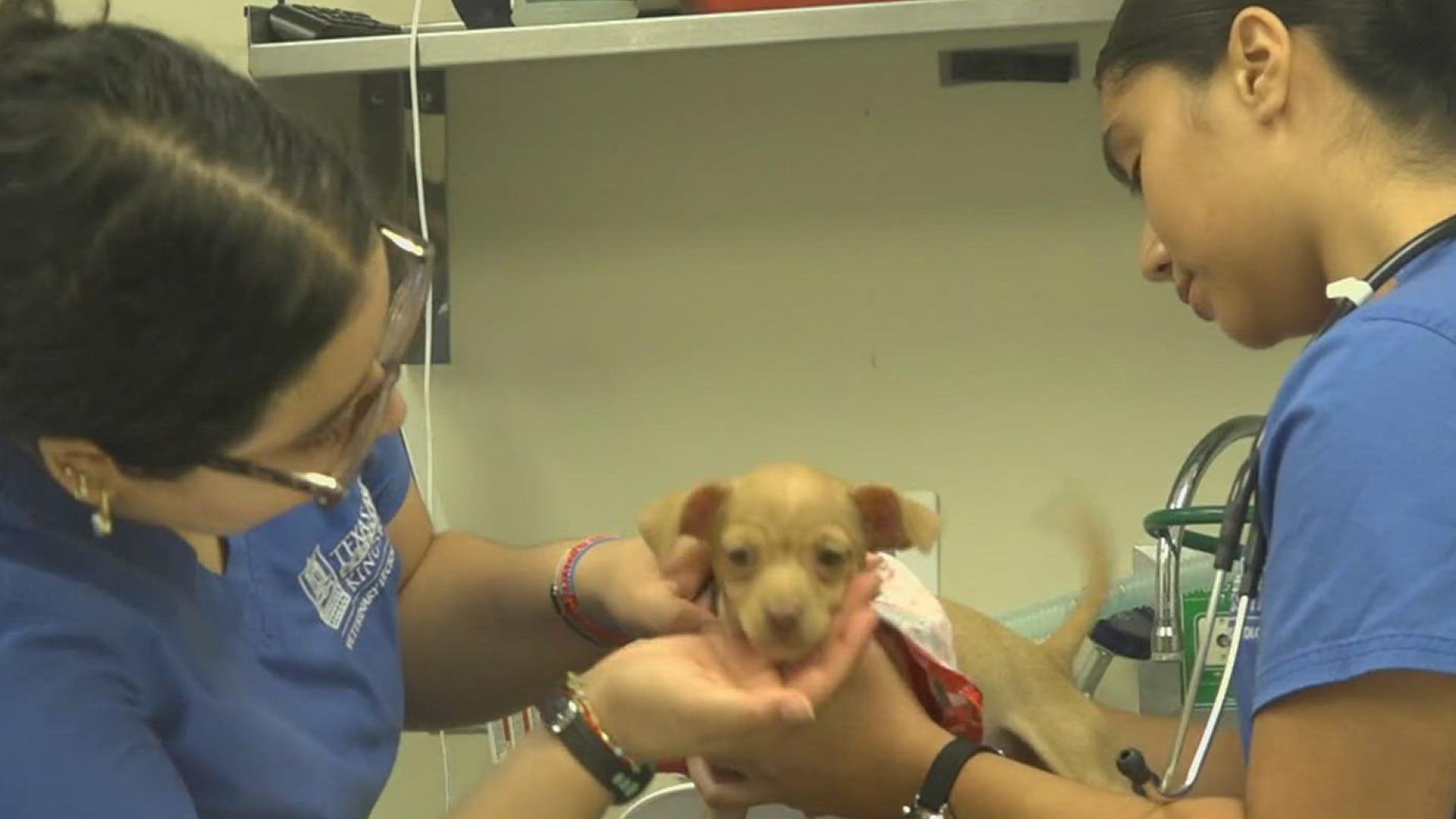 The program helps provide free preventative care to pets in need.