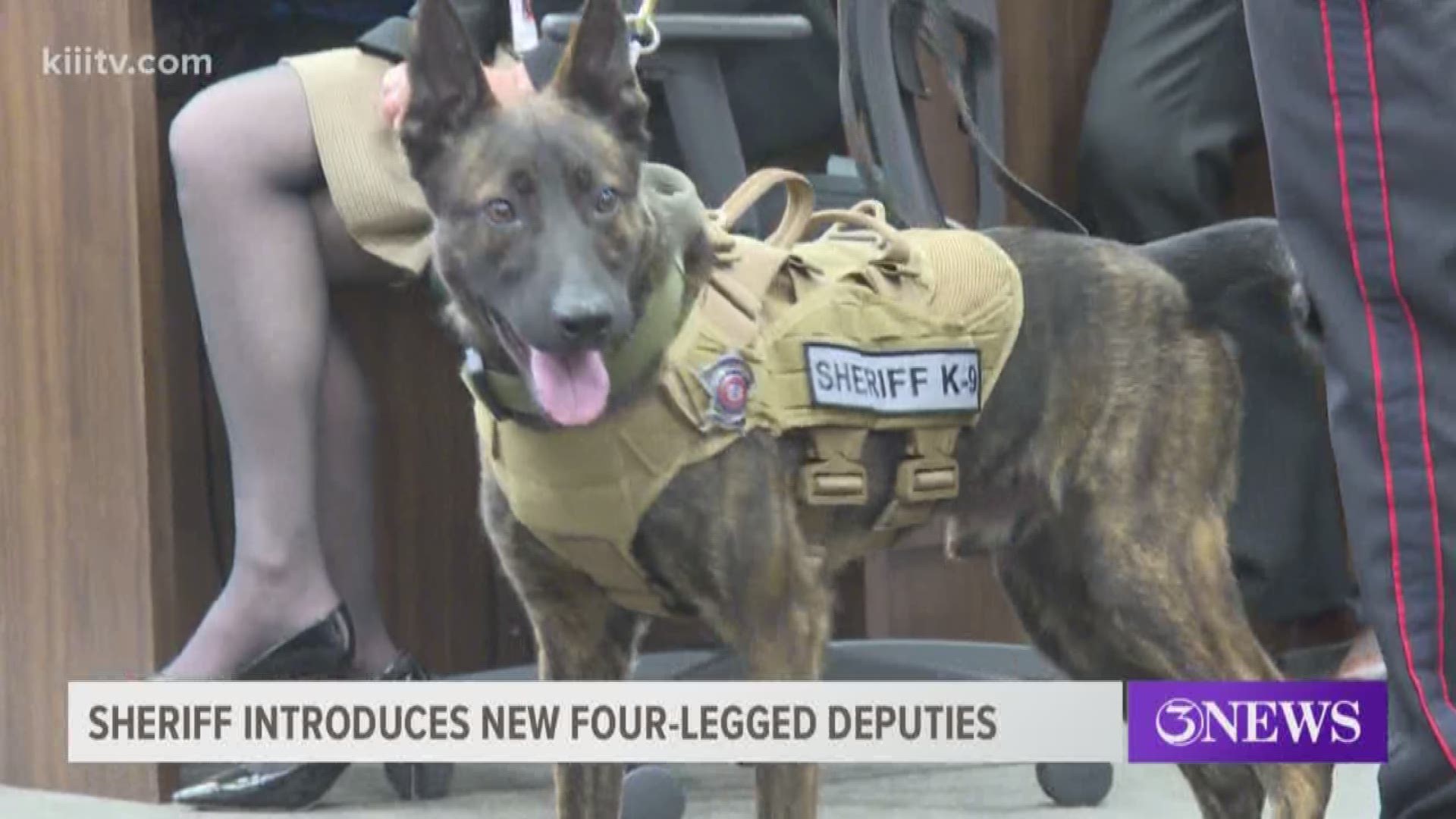 The Nueces County Sherrif's Office gained two new furry additions to their team.