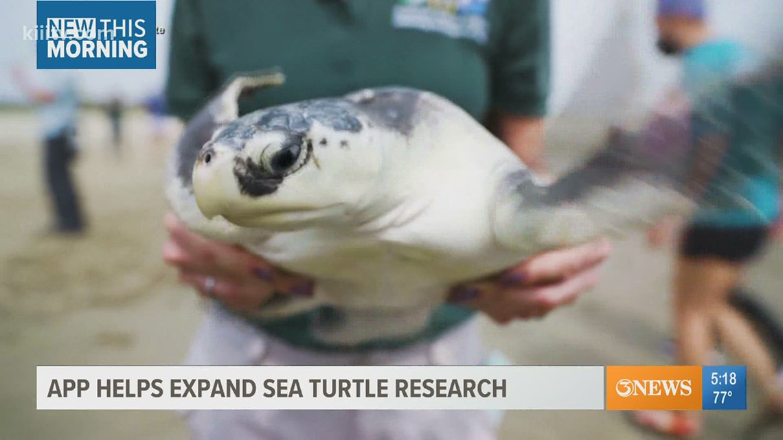 A new app helps expand sea turtle research along the coast - Vimarsana News