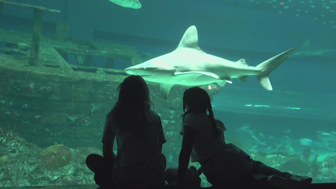Texas A&M-Corpus Christi invites public to dive into education during Shark Week