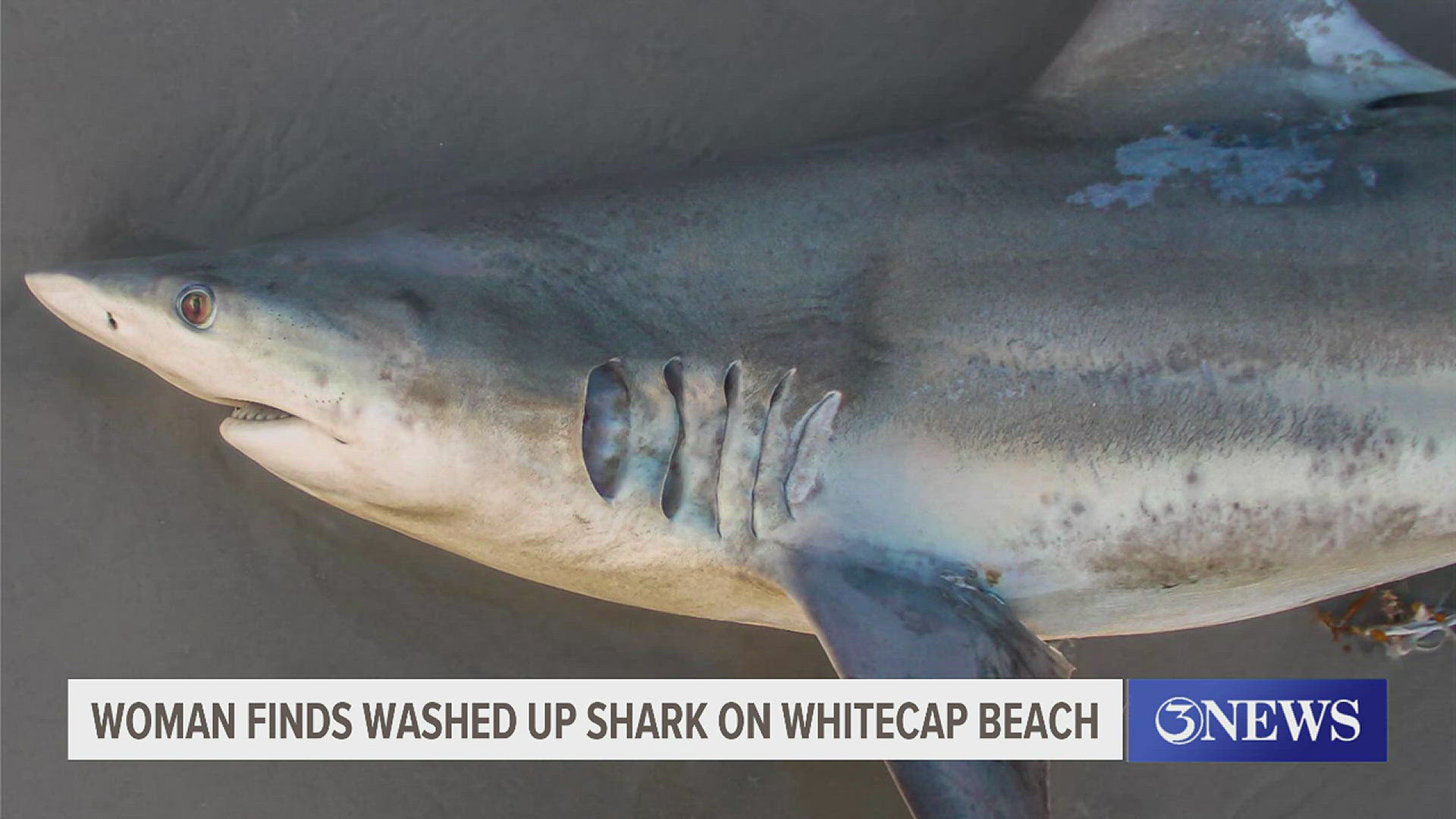 The Turtle Patrol was called to remove what appeared to be a blacktip or fine tooth shark from the shore.