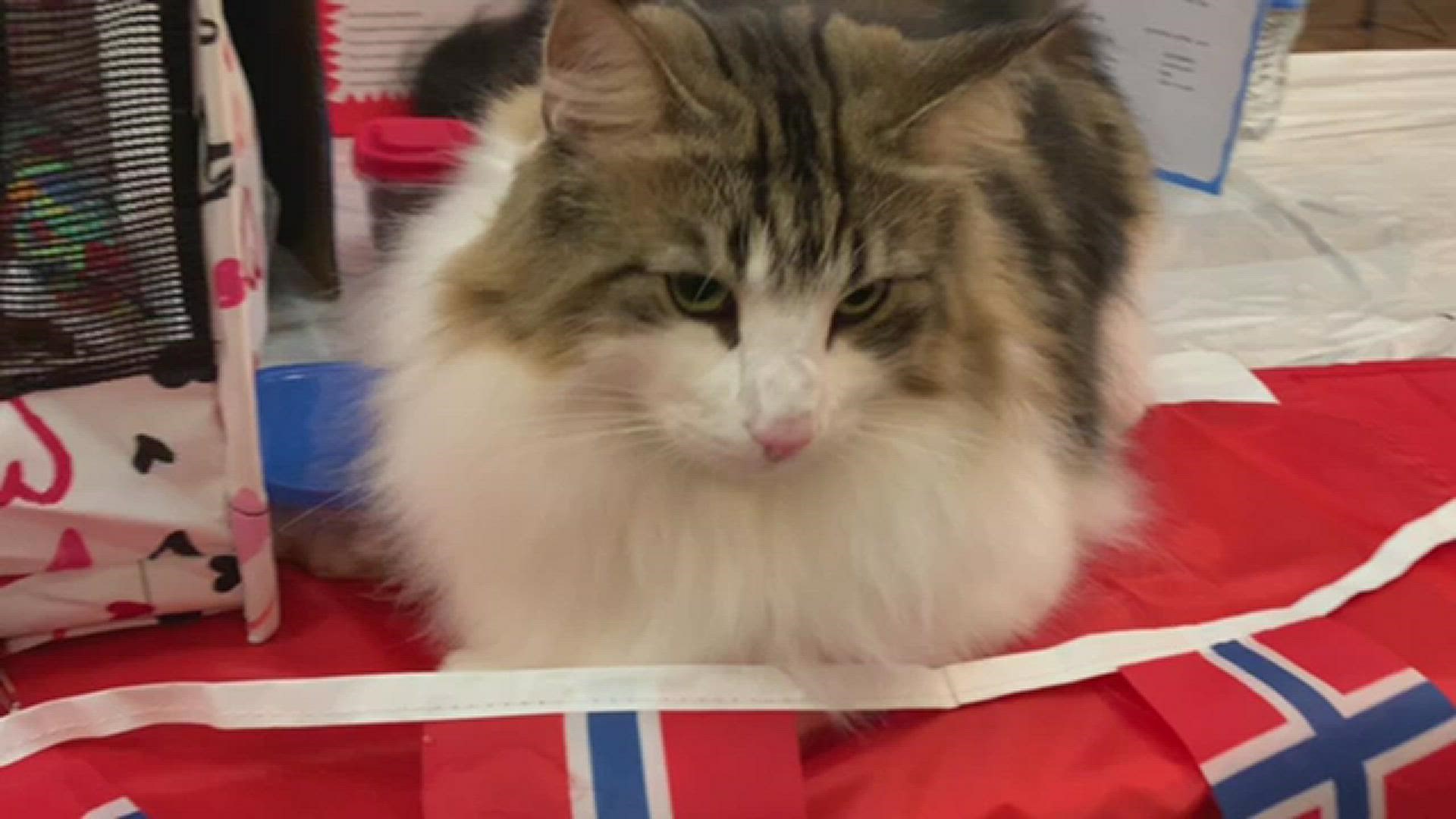 Cat fanciers from across the country, and around the world, came out to show off their fancy cats!