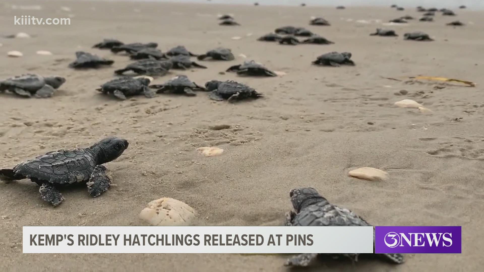 The Padre Island National Seashore division of Sea Turtle Science and Recovery released dozens of Kemp's Ridley Sea Turtle hatchlings Sunday morning.