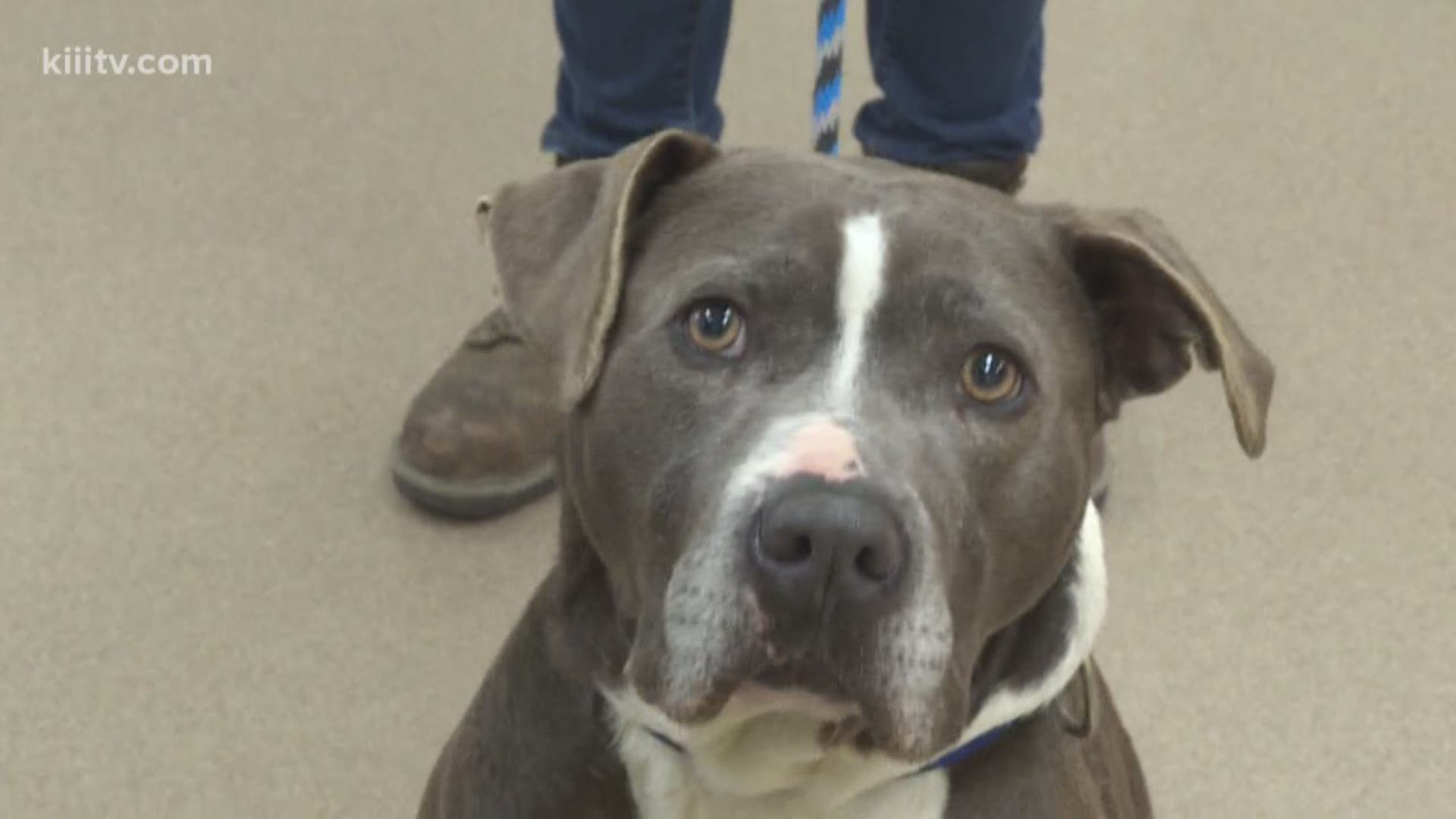 Kristin Diaz visits the Gulf Coast Humane Society to check out the dog of the day who is ready for adoption.