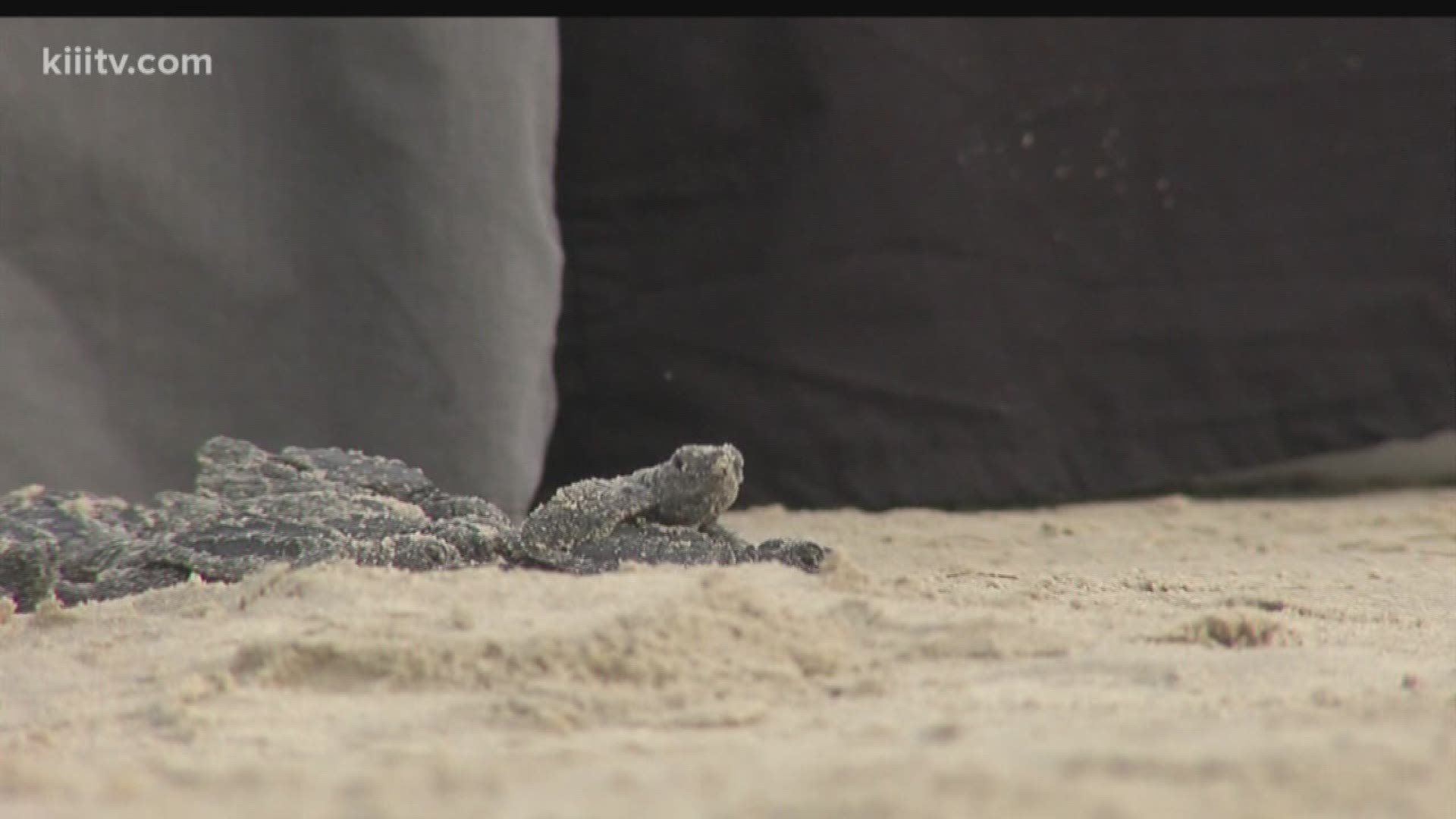 Wednesday marked the eleventh public release of the Kemp's ridley sea turtles - the hatchlings now starting a new journey in life.  