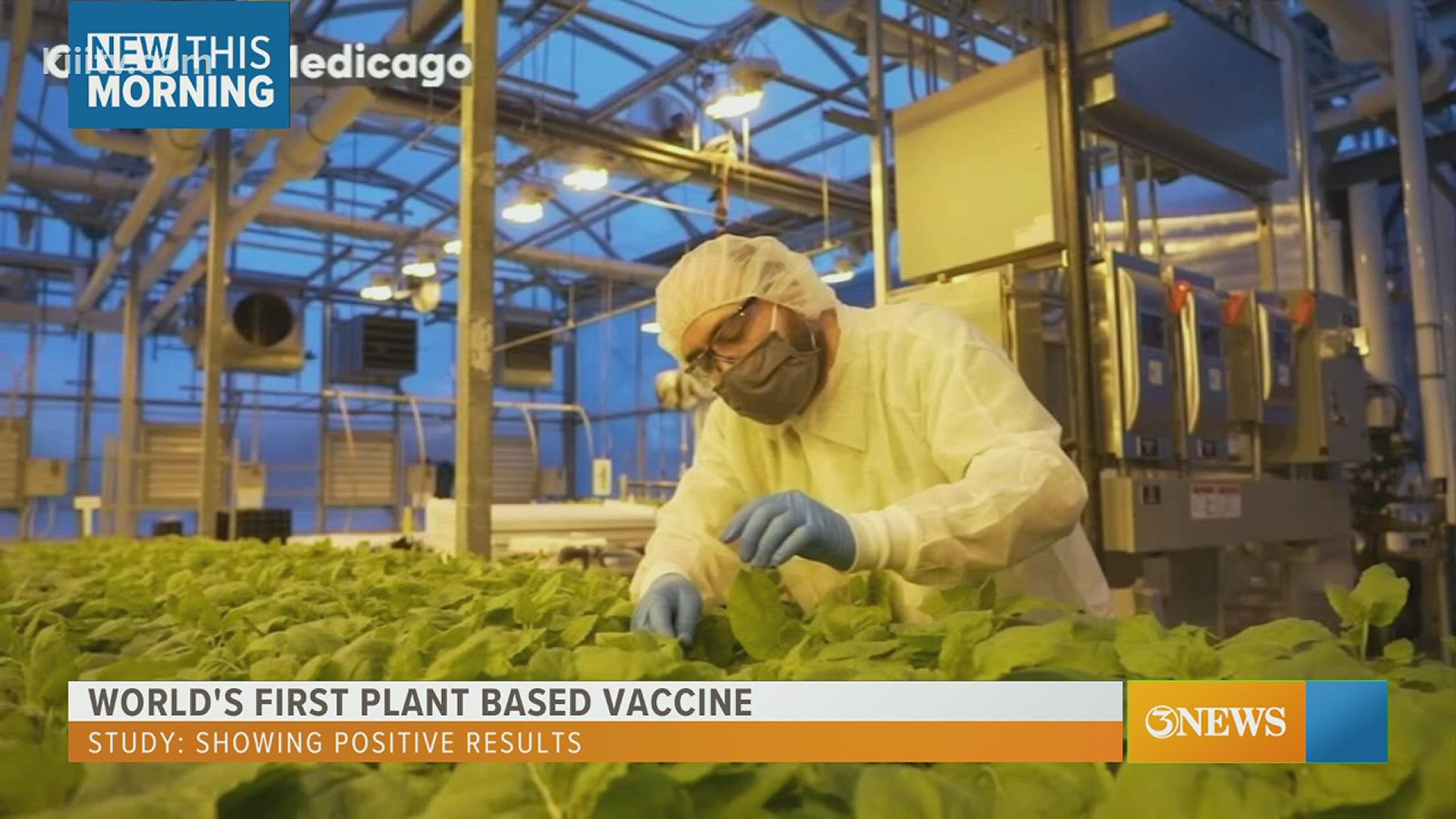 Research is showing positive results for a plant-based vaccine for COVID-19.