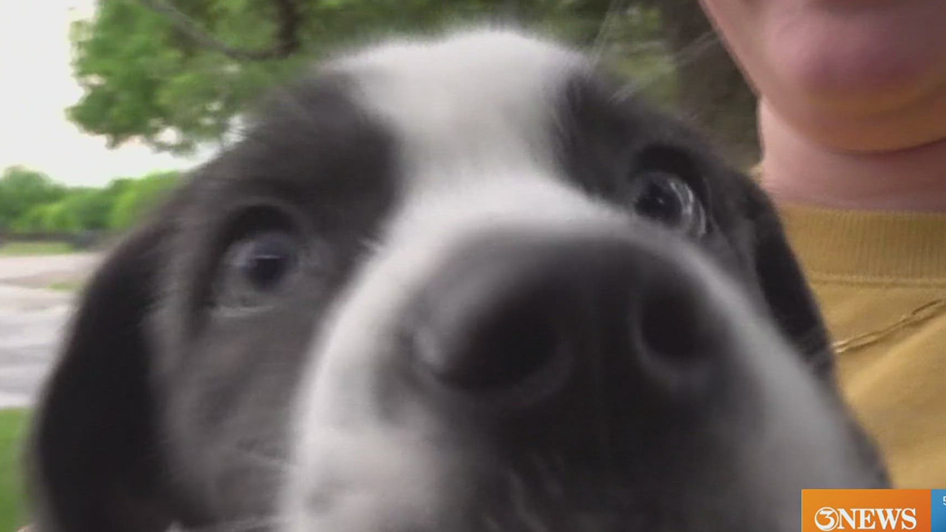 Vidya is a two-month-old Border Collie mix. She was found among 21 other puppies abandoned on the side of a county road before being found by a good Samaritan.